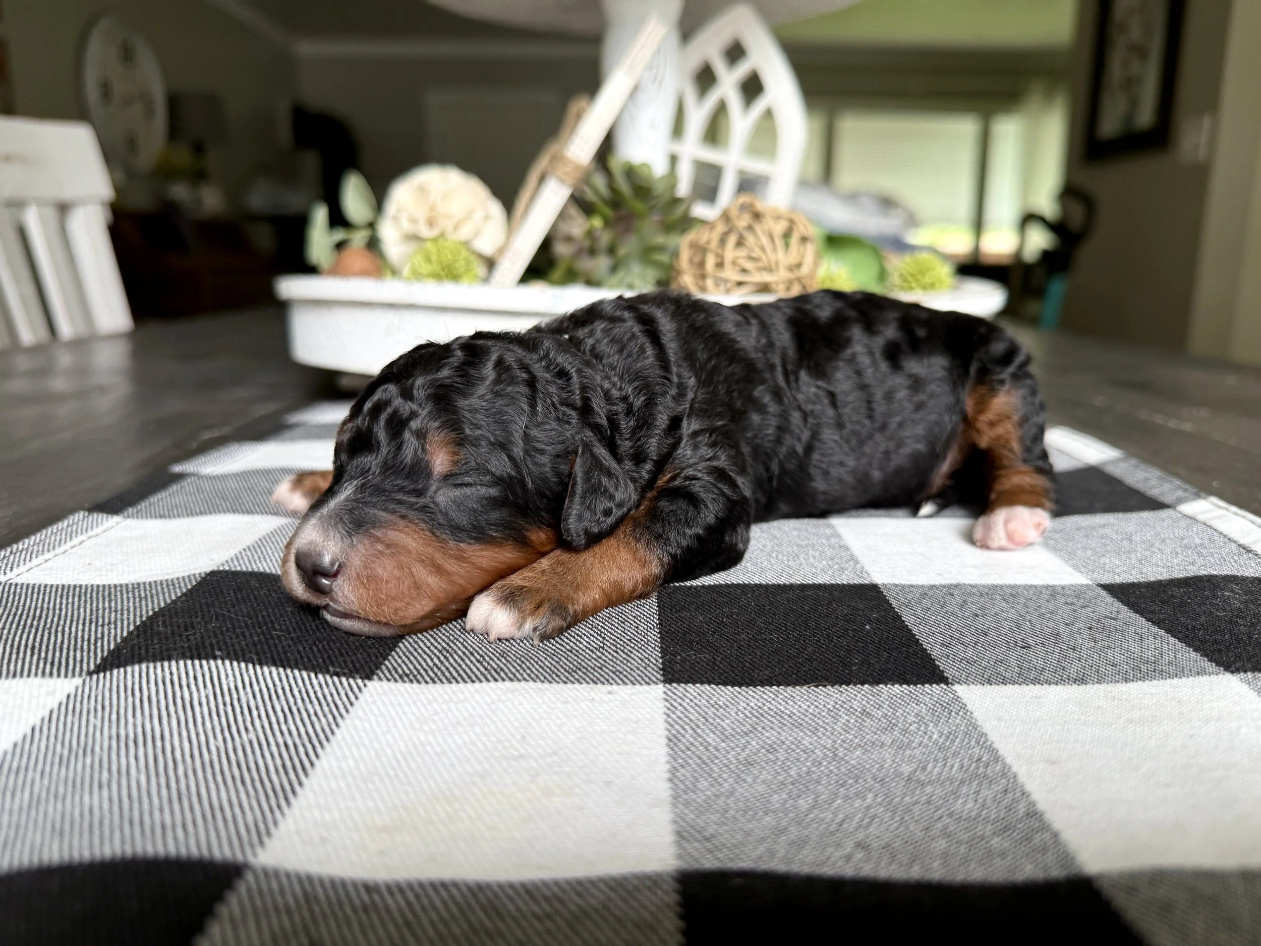 mini phantom bernedoodle