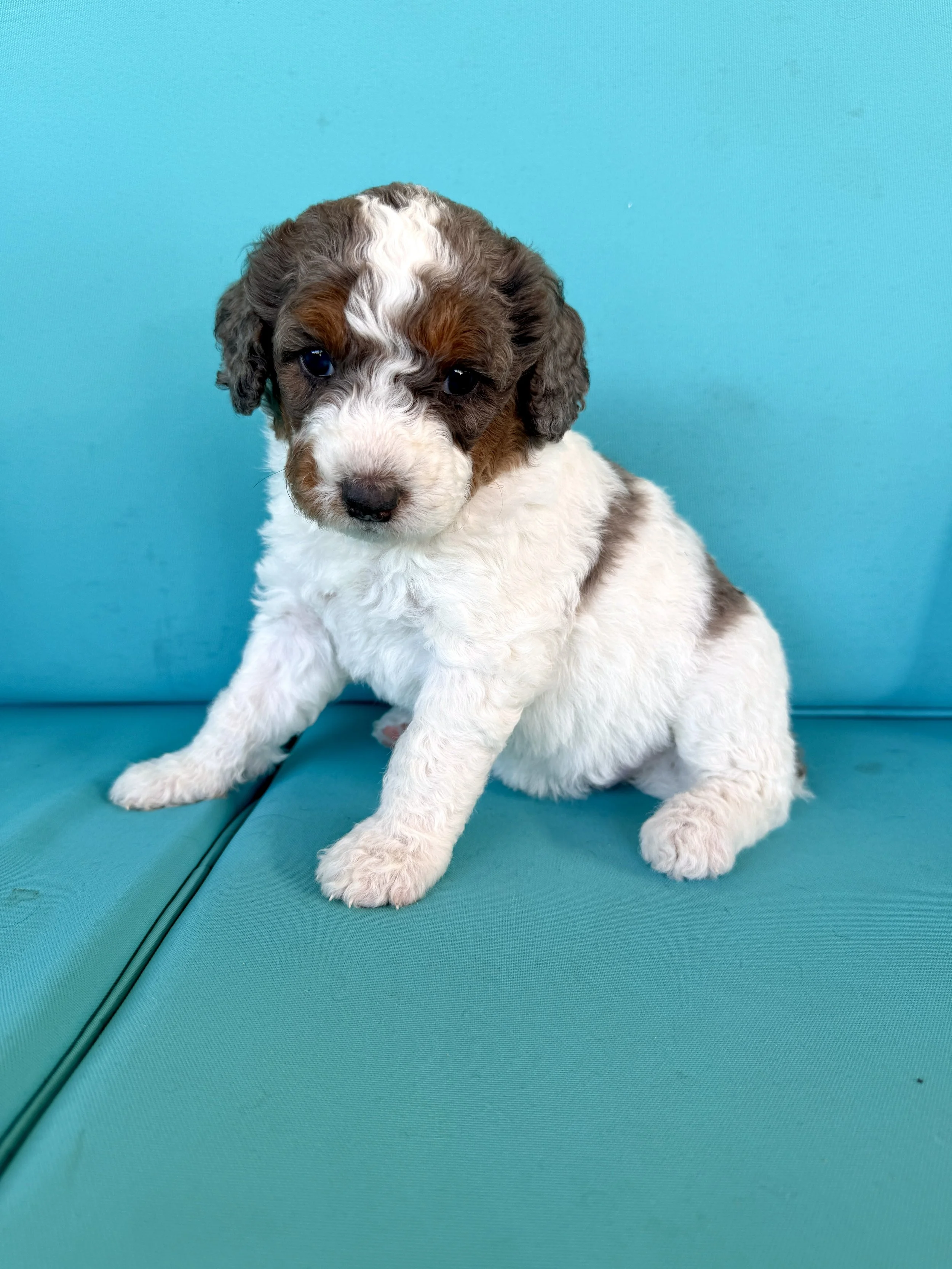 mini tri colored merle parti bernedoodle