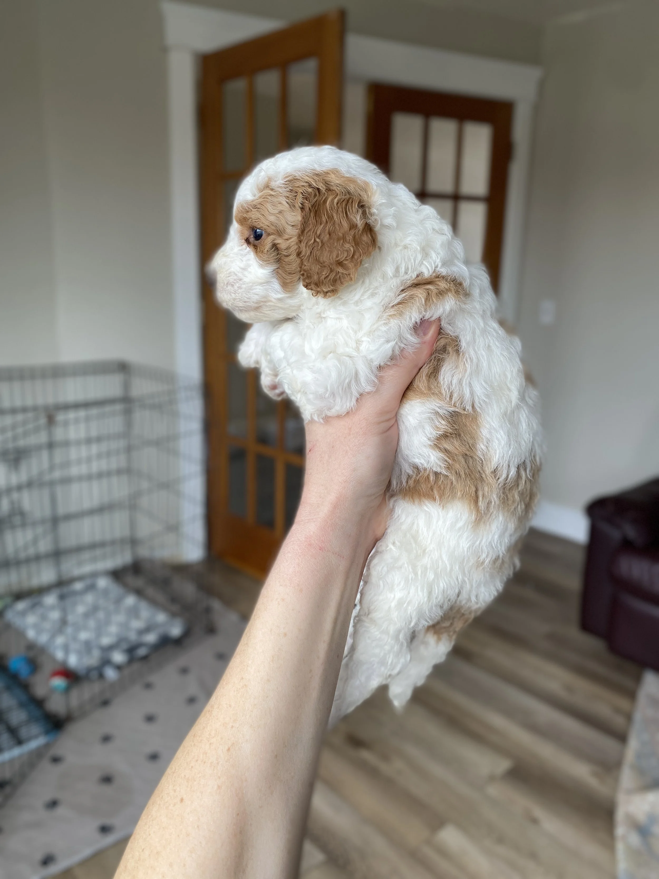 white and red parti mini bernedoodle