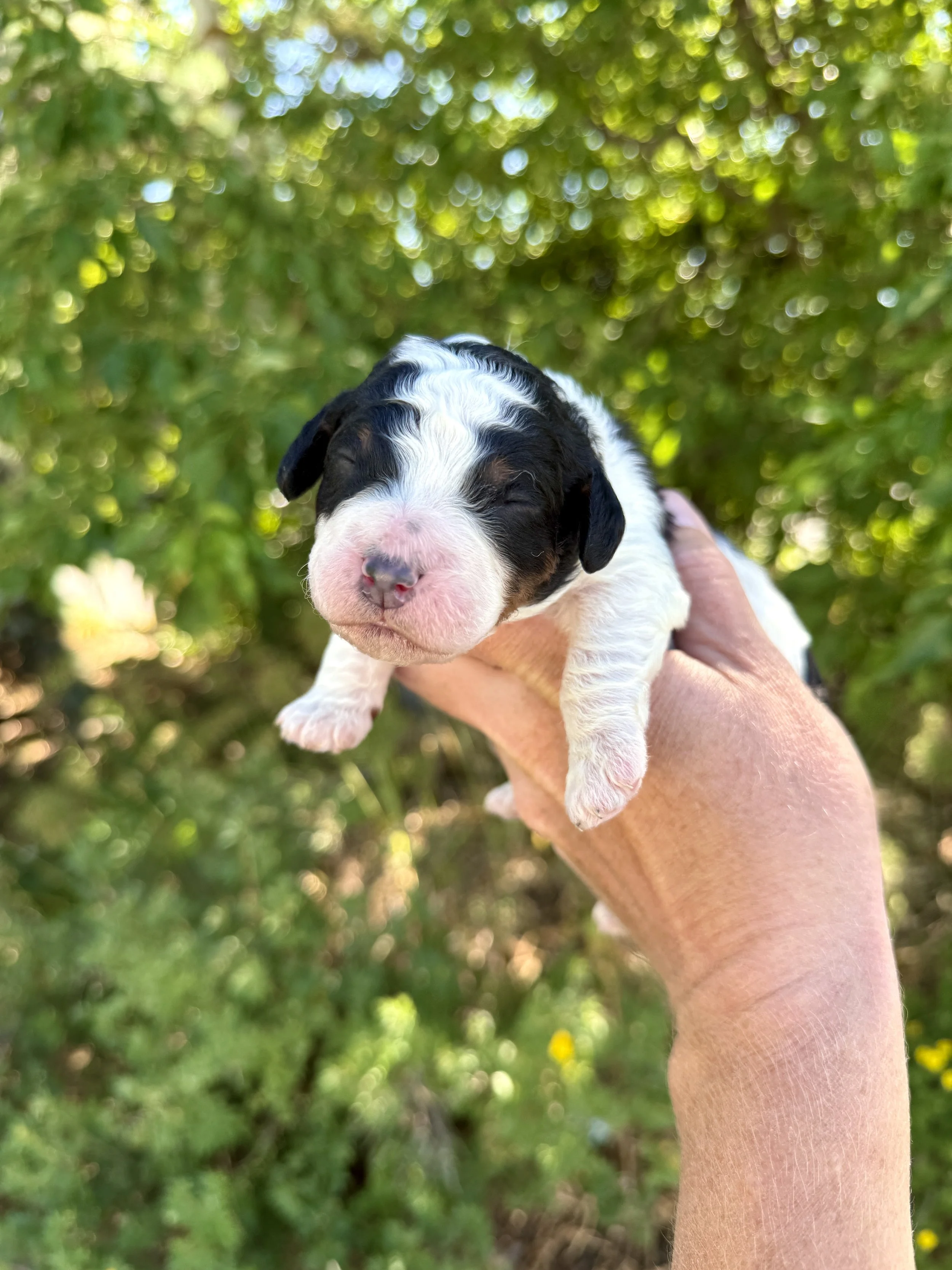 tri colored parti mini bernedoodle