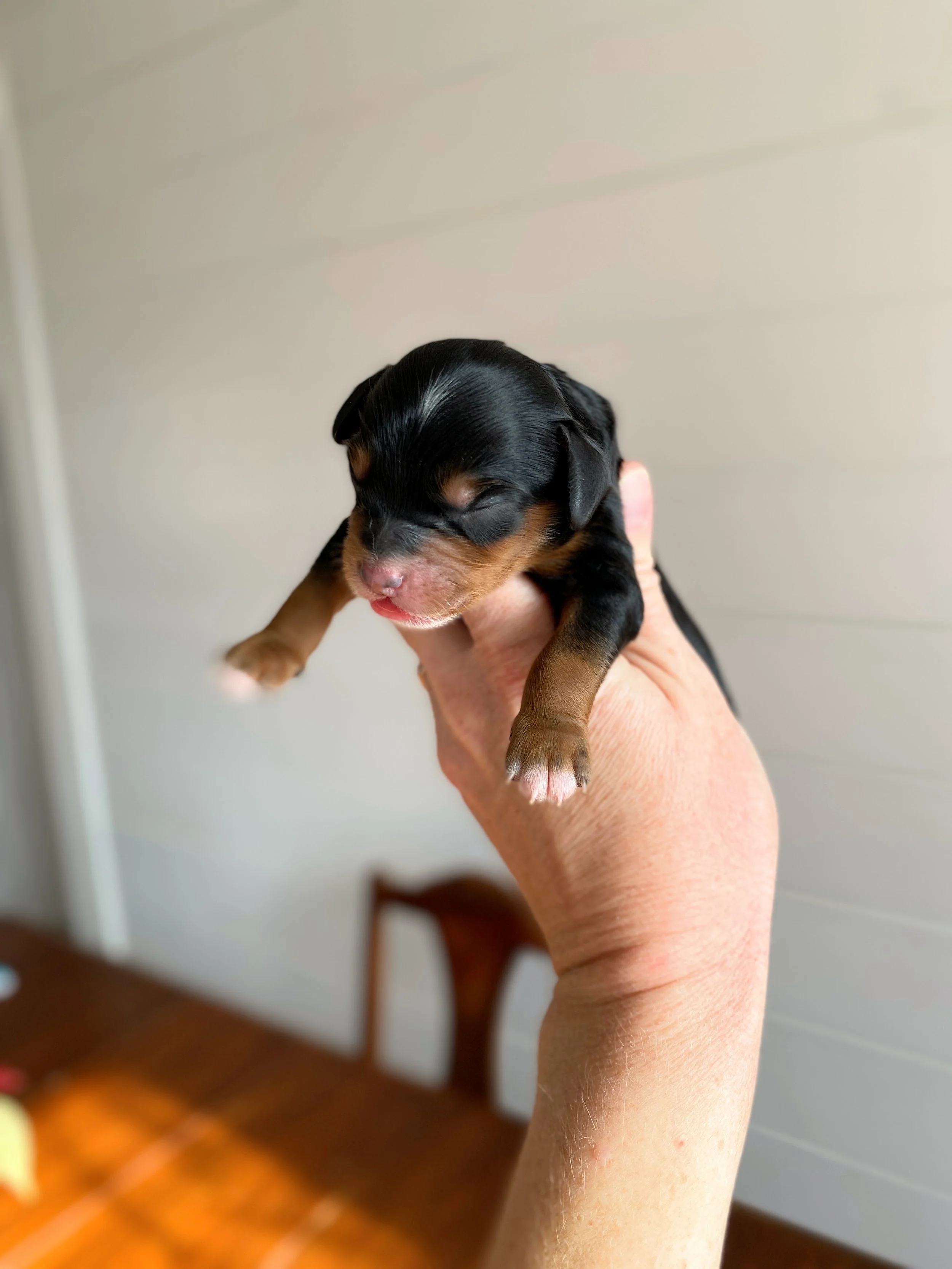 mini phantom bernedoodle