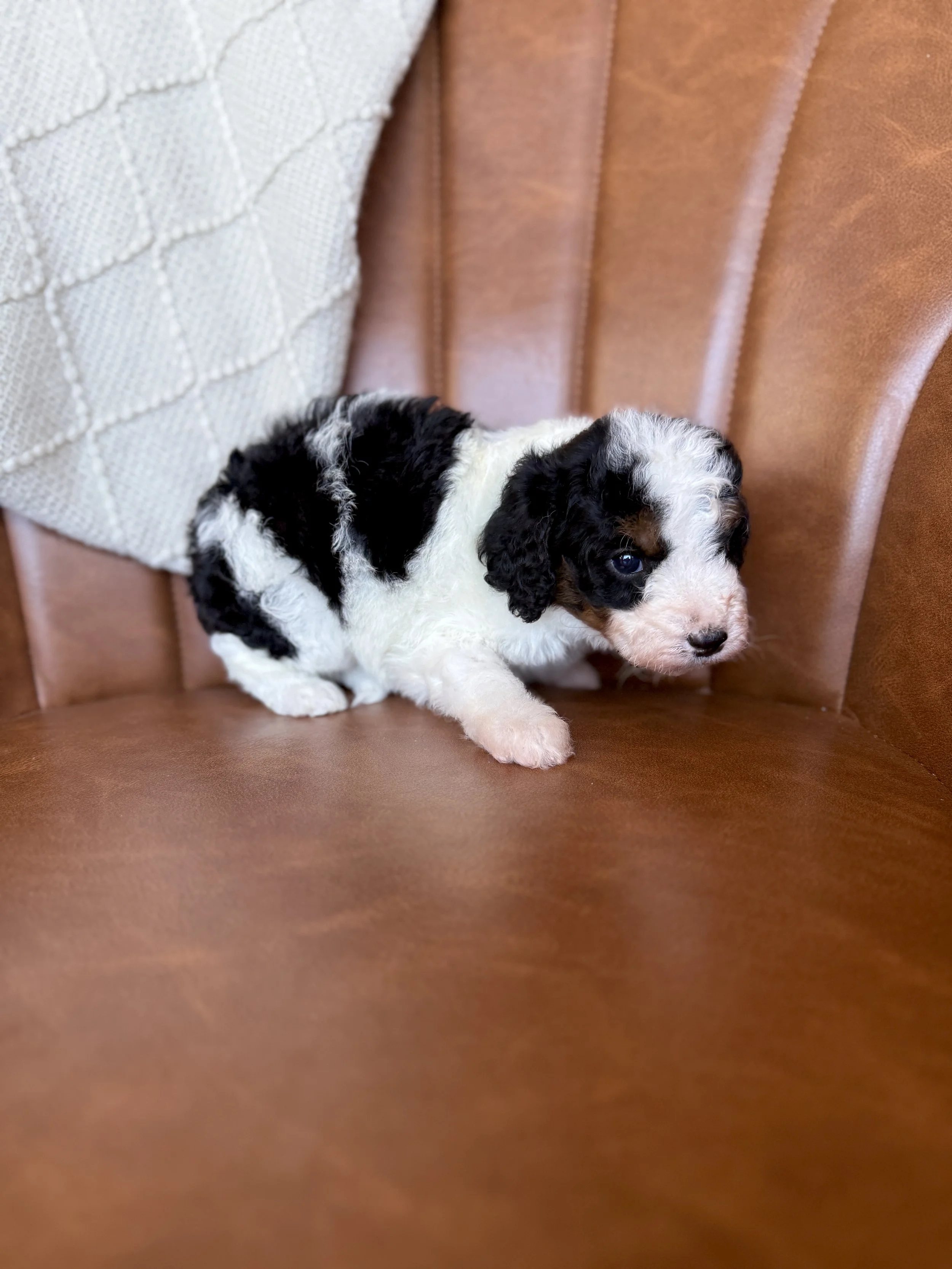 mini bernedoodle tri colored parti