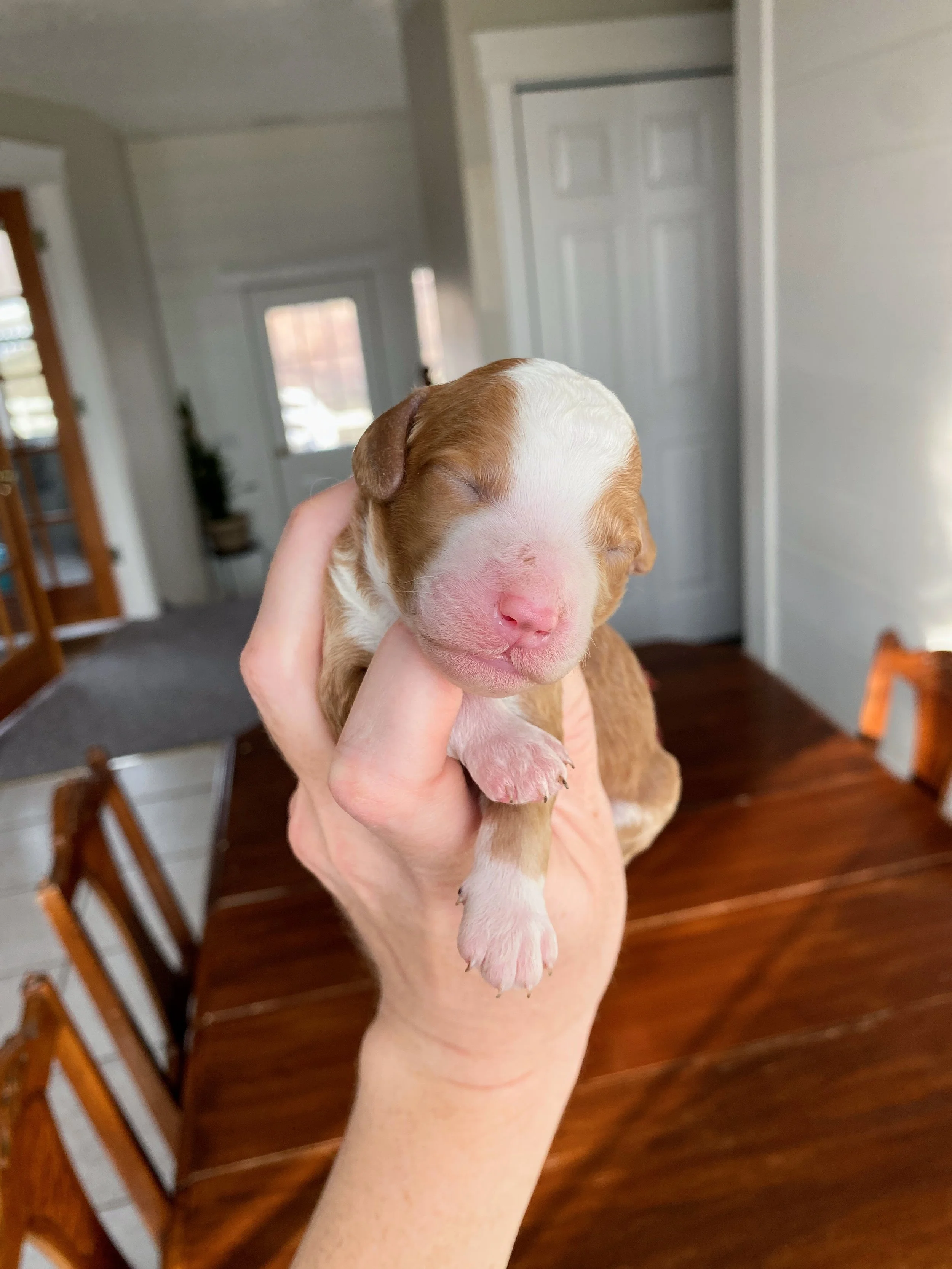 red and white tuxedo mini bernedoodle