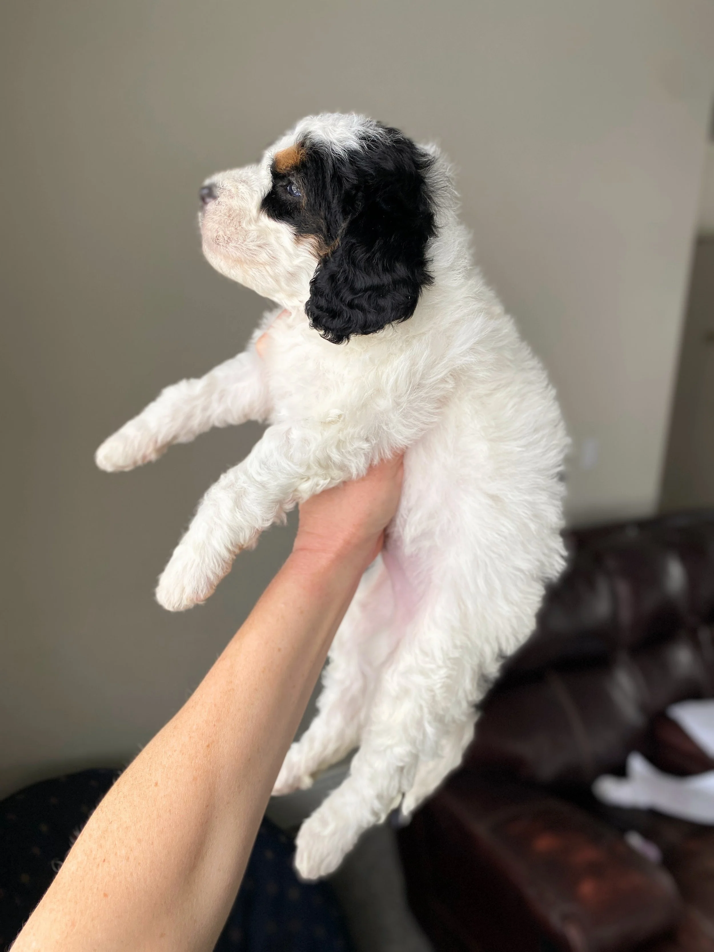 mini bernedoodle tri colored parti