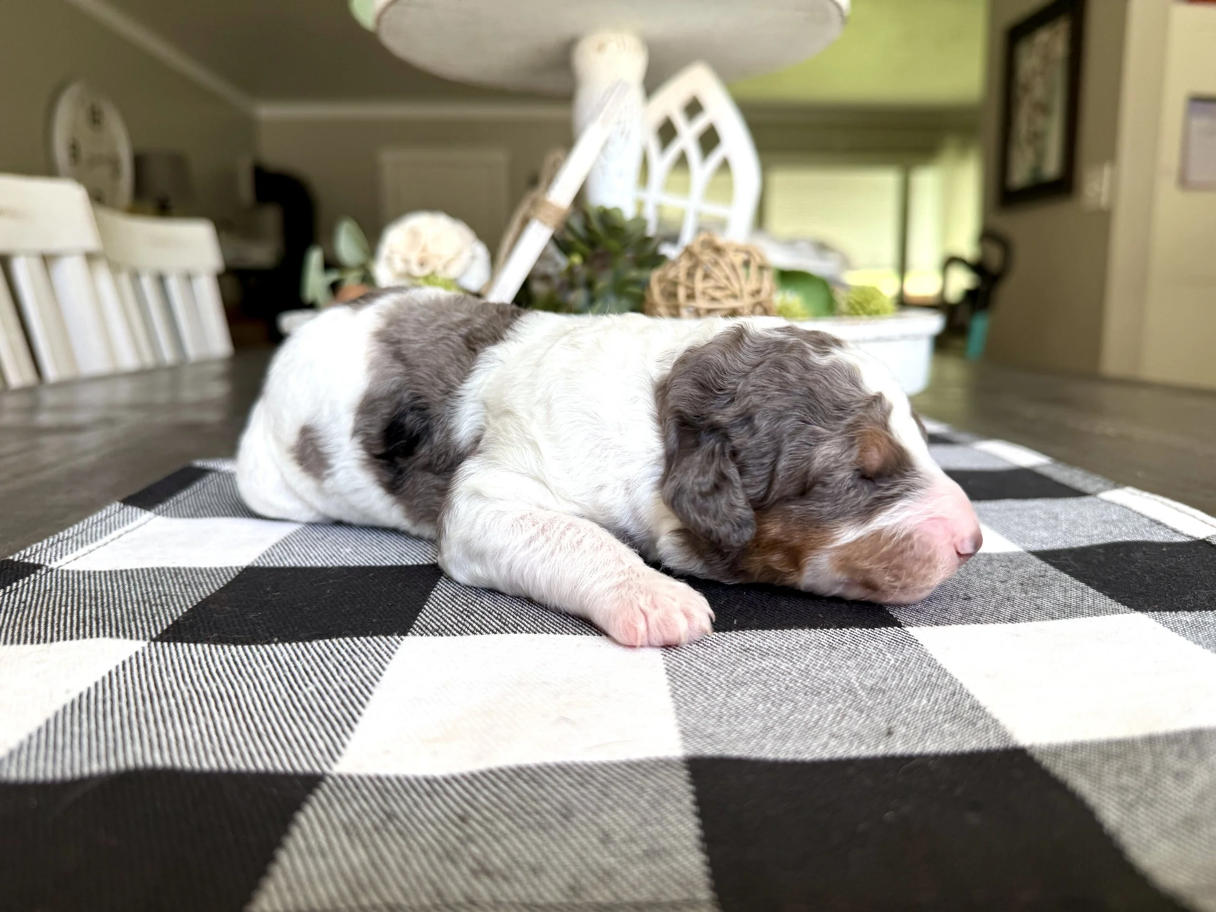 mini parti merle tri colored bernedoodle