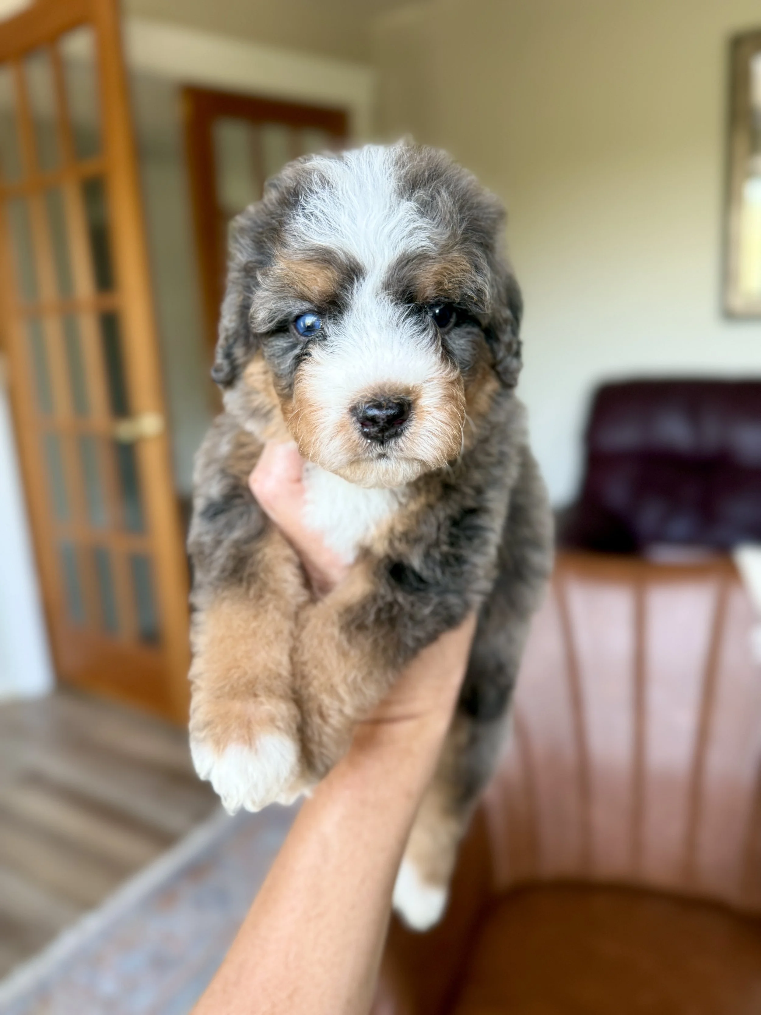 mini tri colored merle bernedoodle