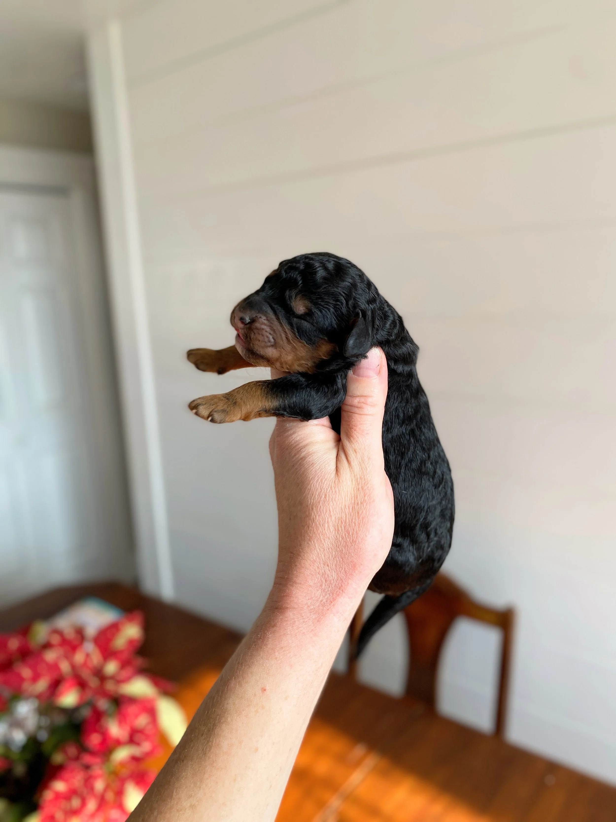 mini phantom bernedoodle