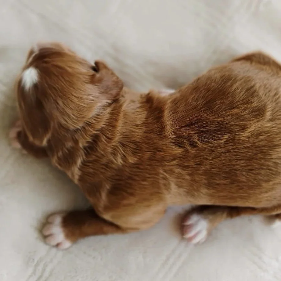red and white brittany doodle