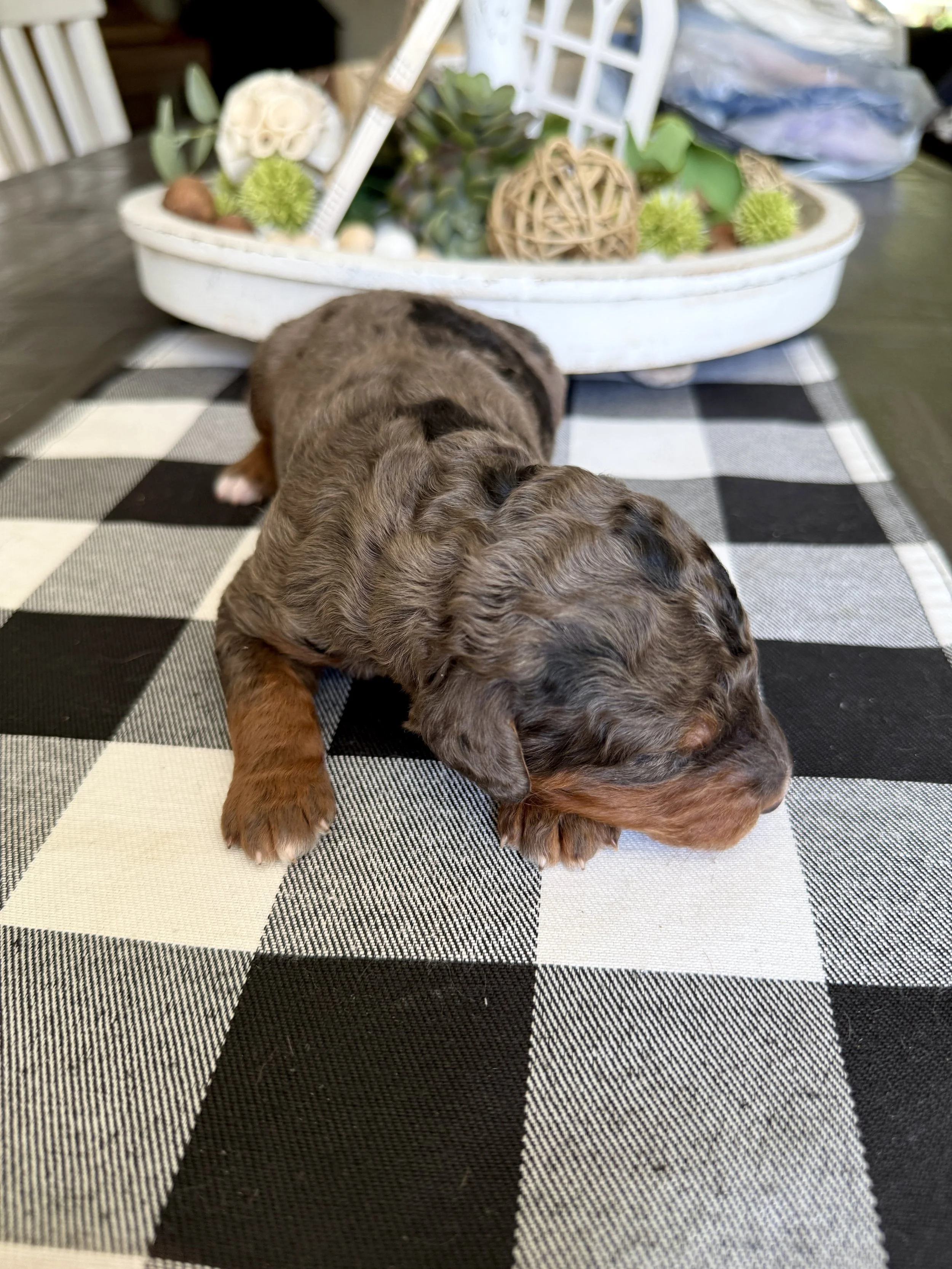 mini phantom merle bernedoodle