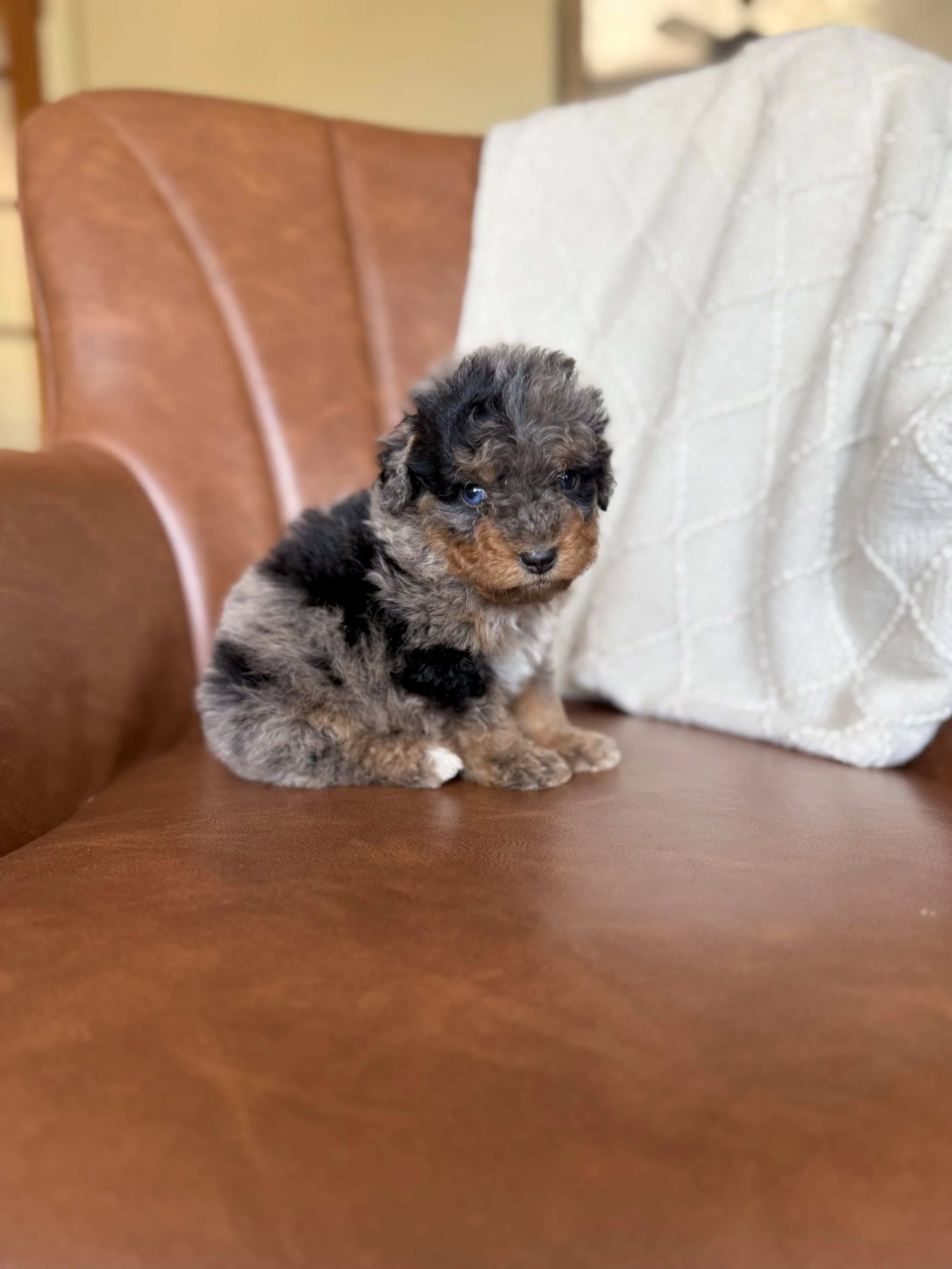 merle tri colored bernedoodle mini