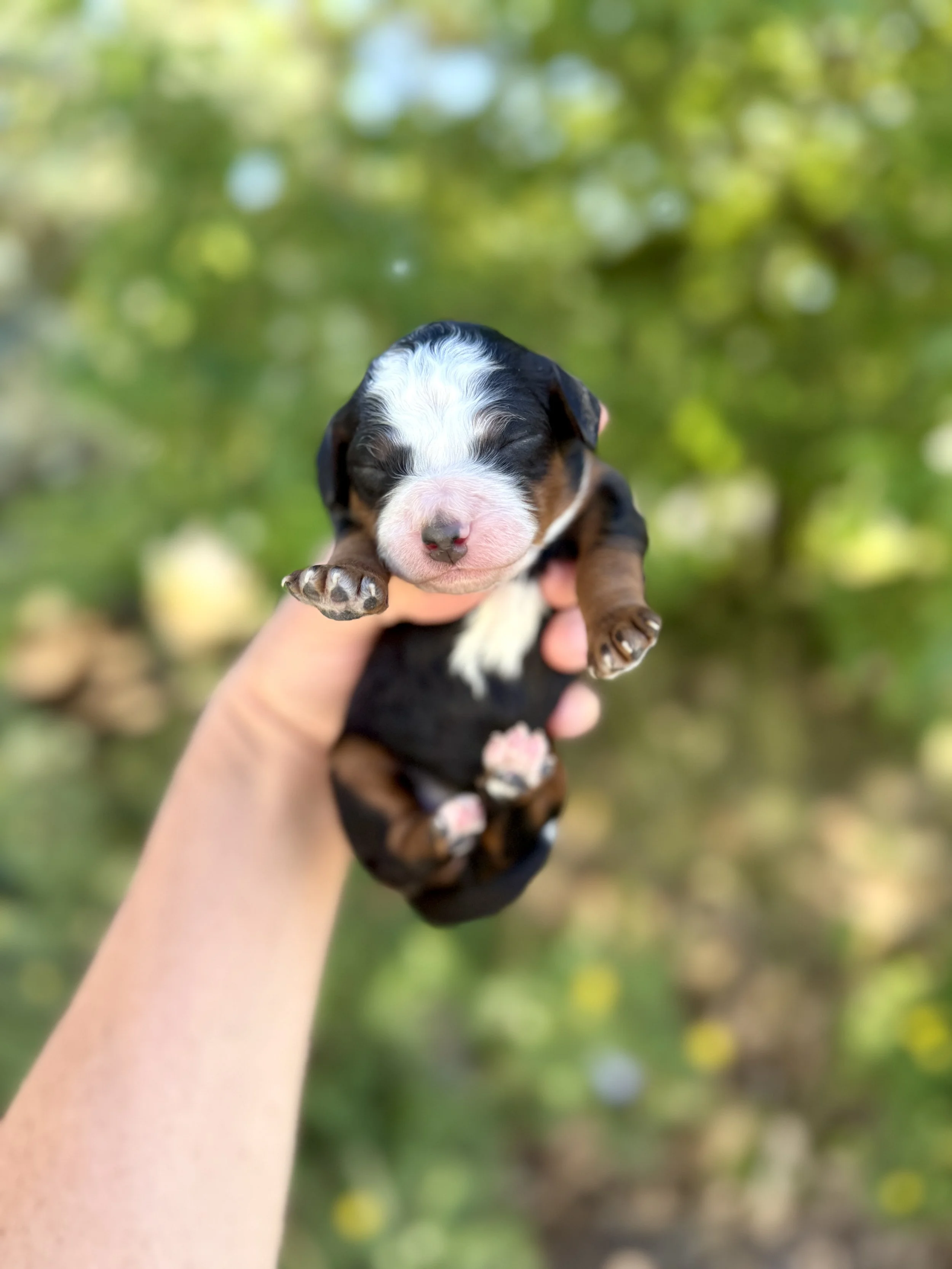 mini tri colored bernedoodle