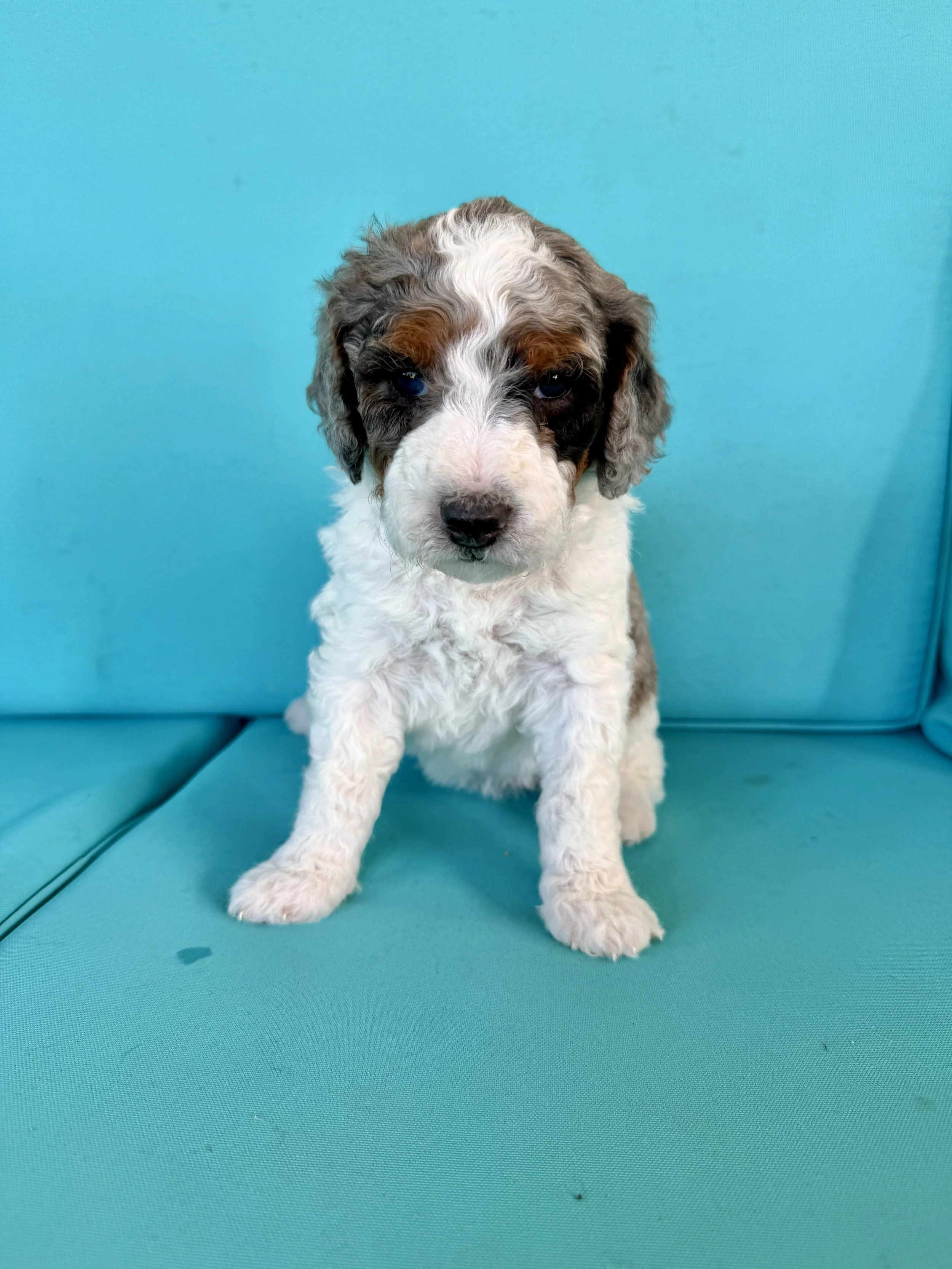 mini tri colored parti bernedoodle