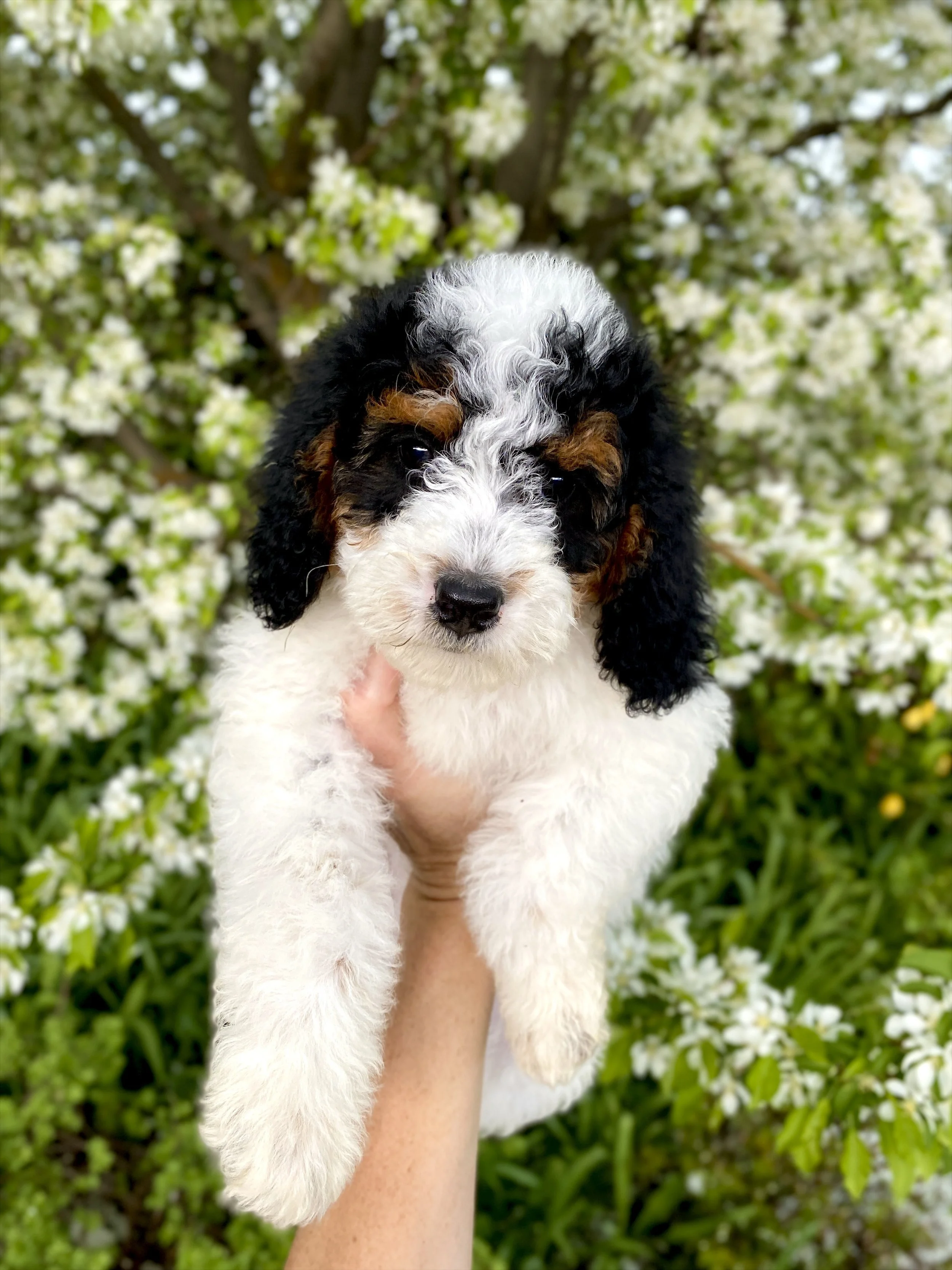 tri colored parti mini bernedoodle