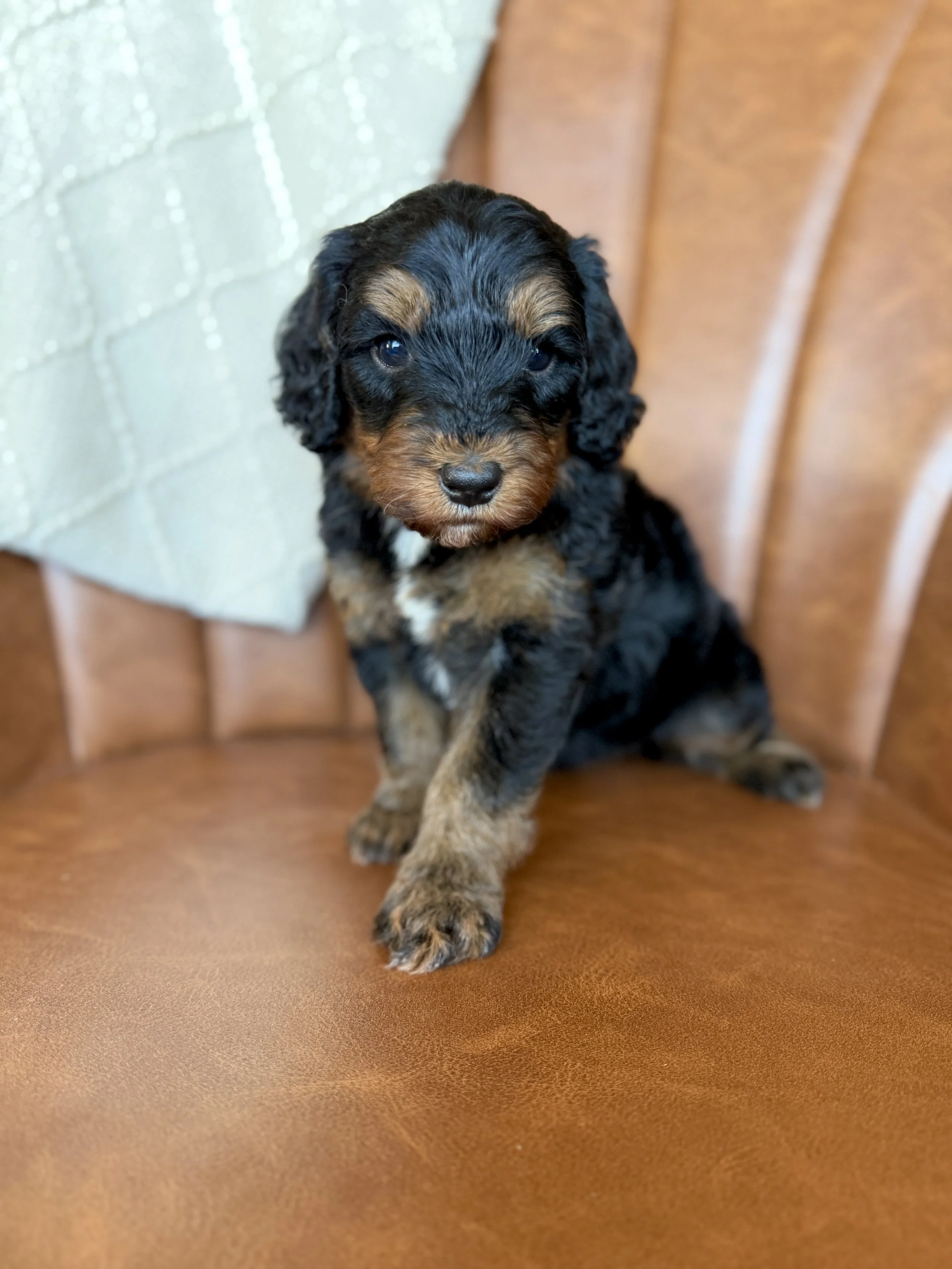 mini micro black phantom bernedoodle