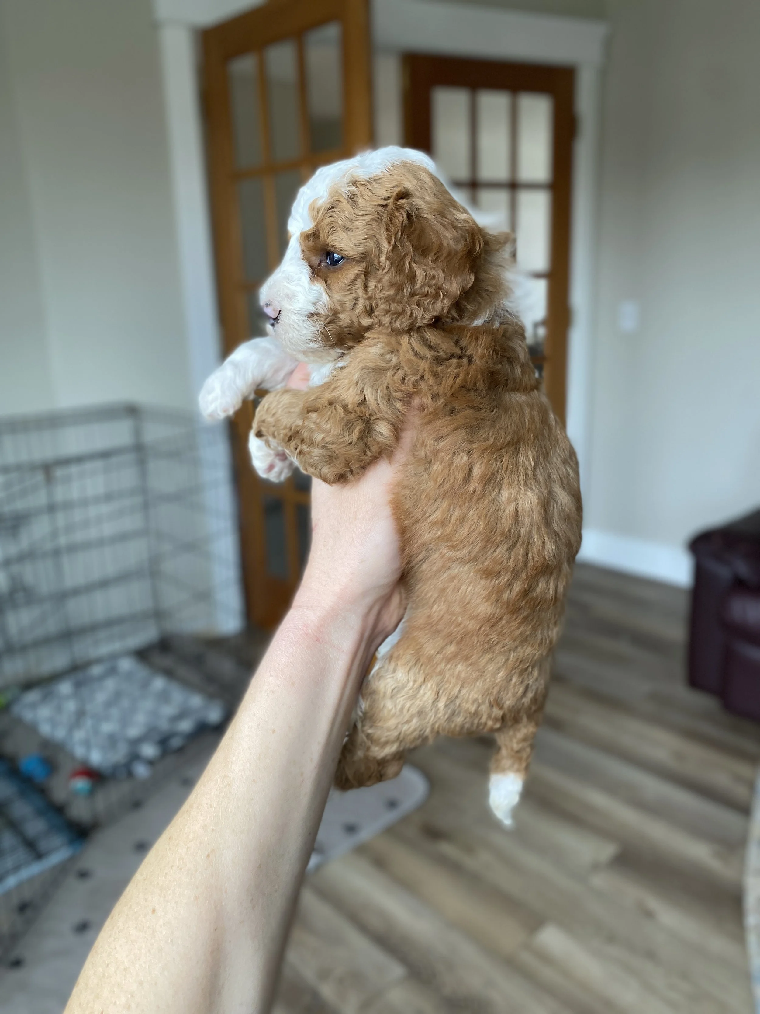 mini red and white tuxedo bernedoodle