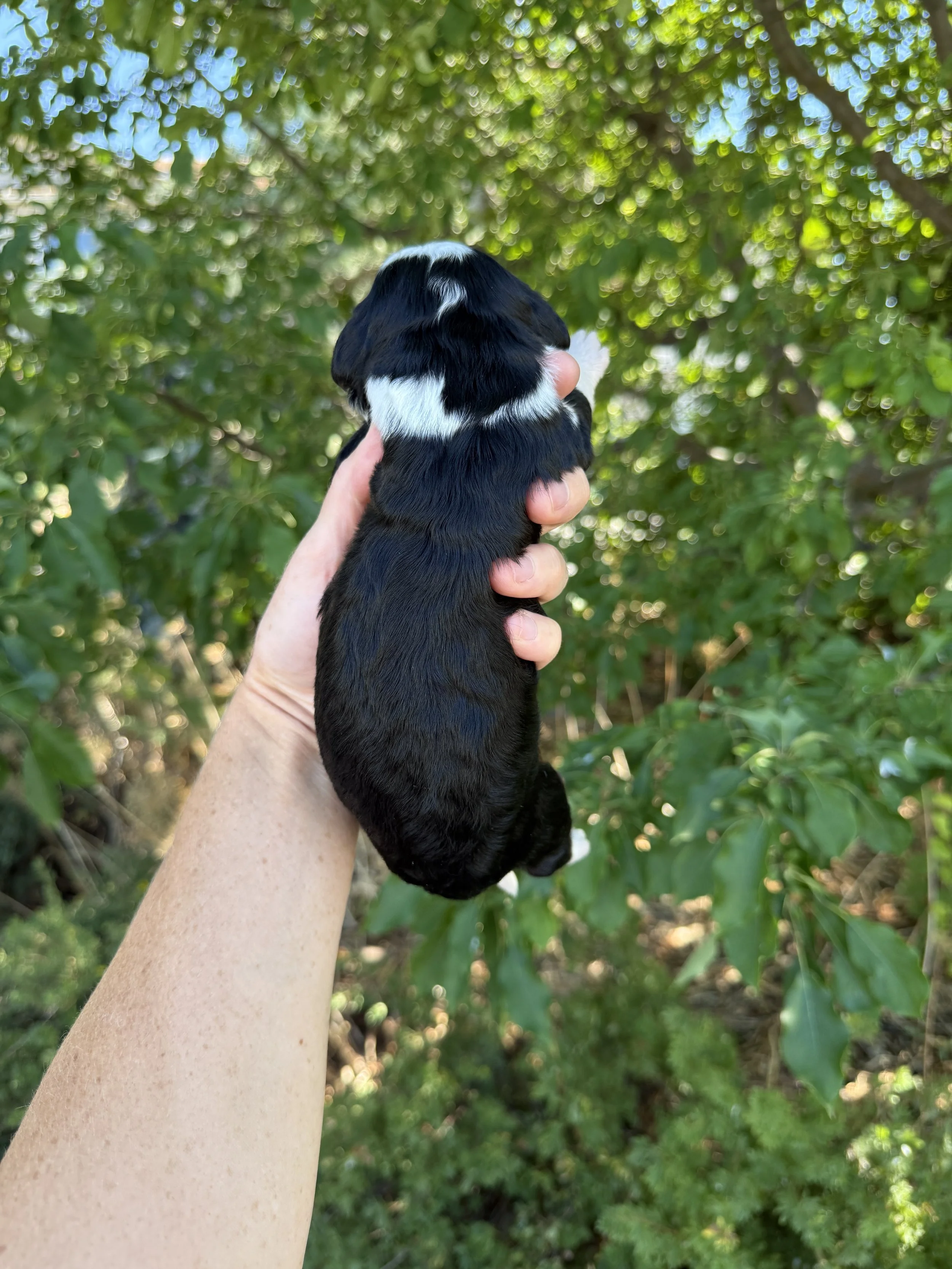 mini tri colore bernedoodle