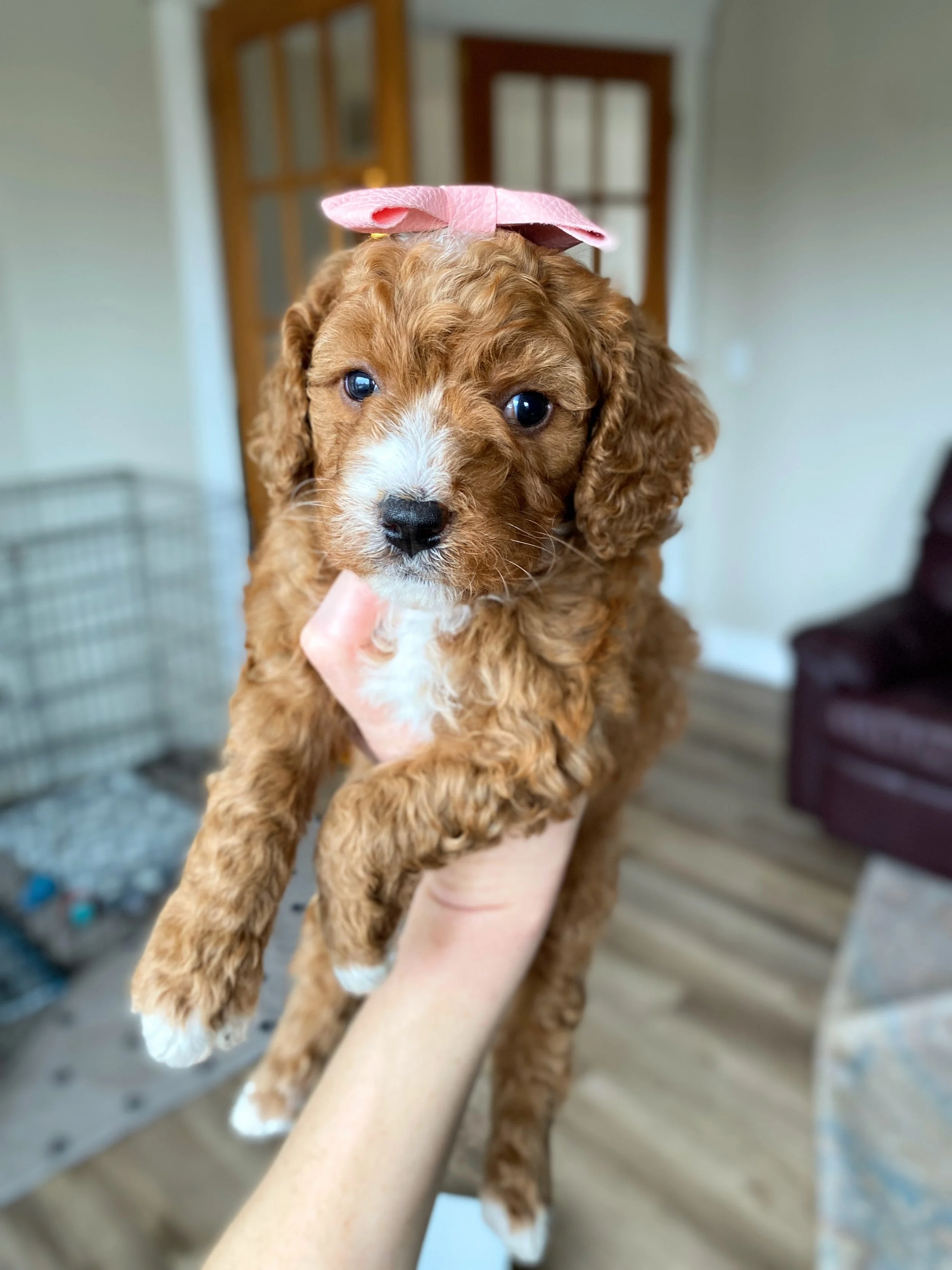 red and white abstract mini bernedoodle