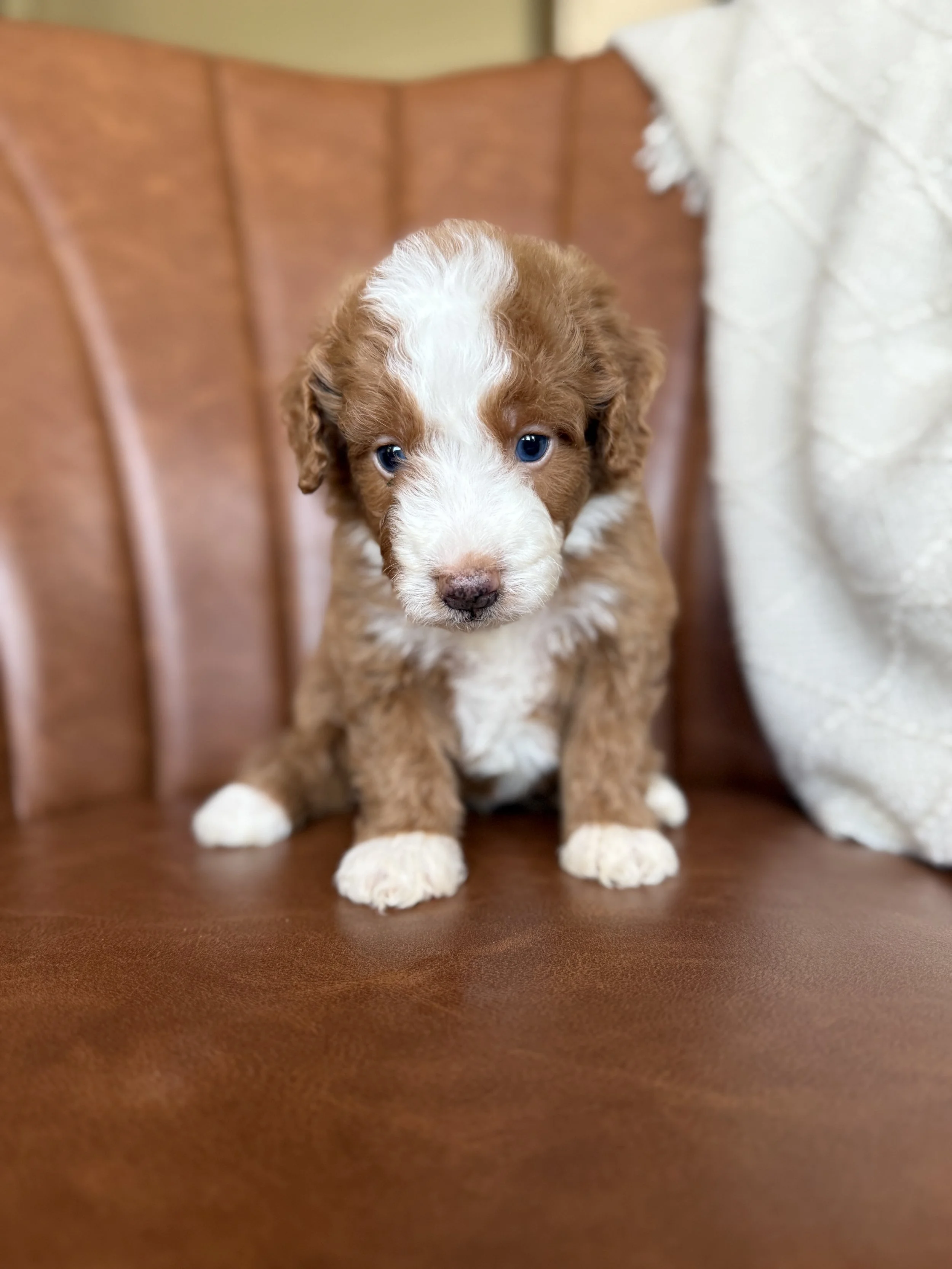 mini red and white tuxedo bernedoodle
