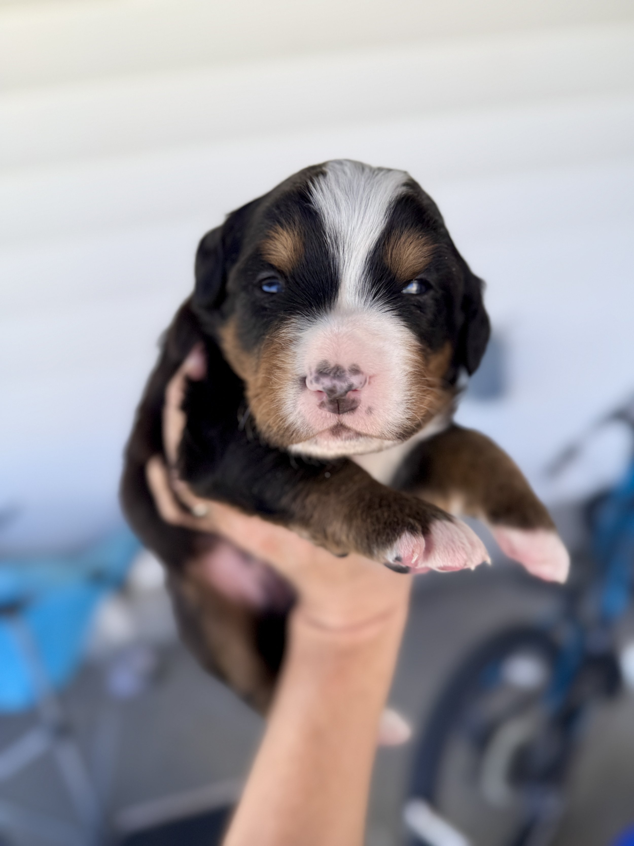 bernese mountain dog puppy