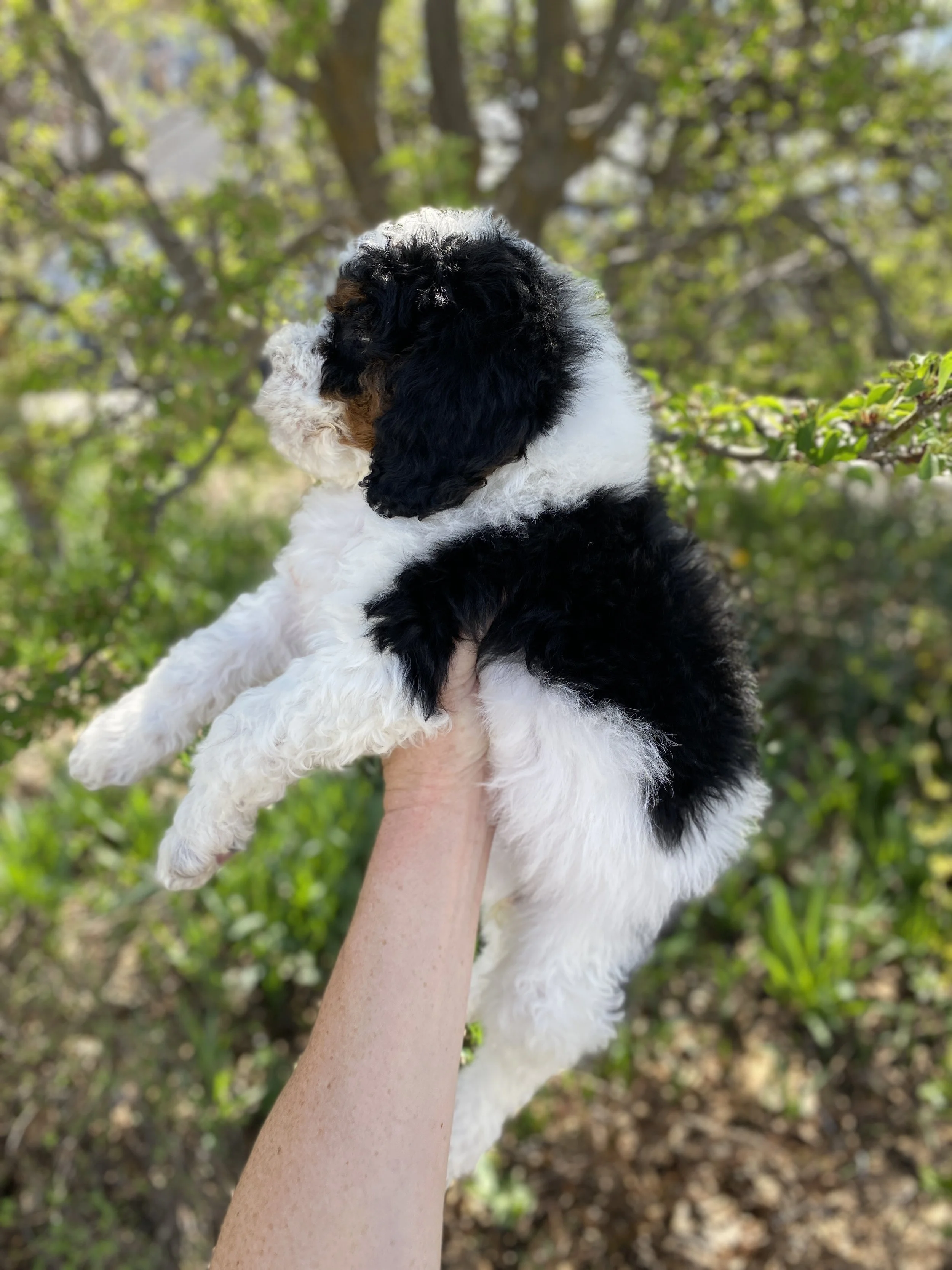 tri colored parti mini bernedoodle