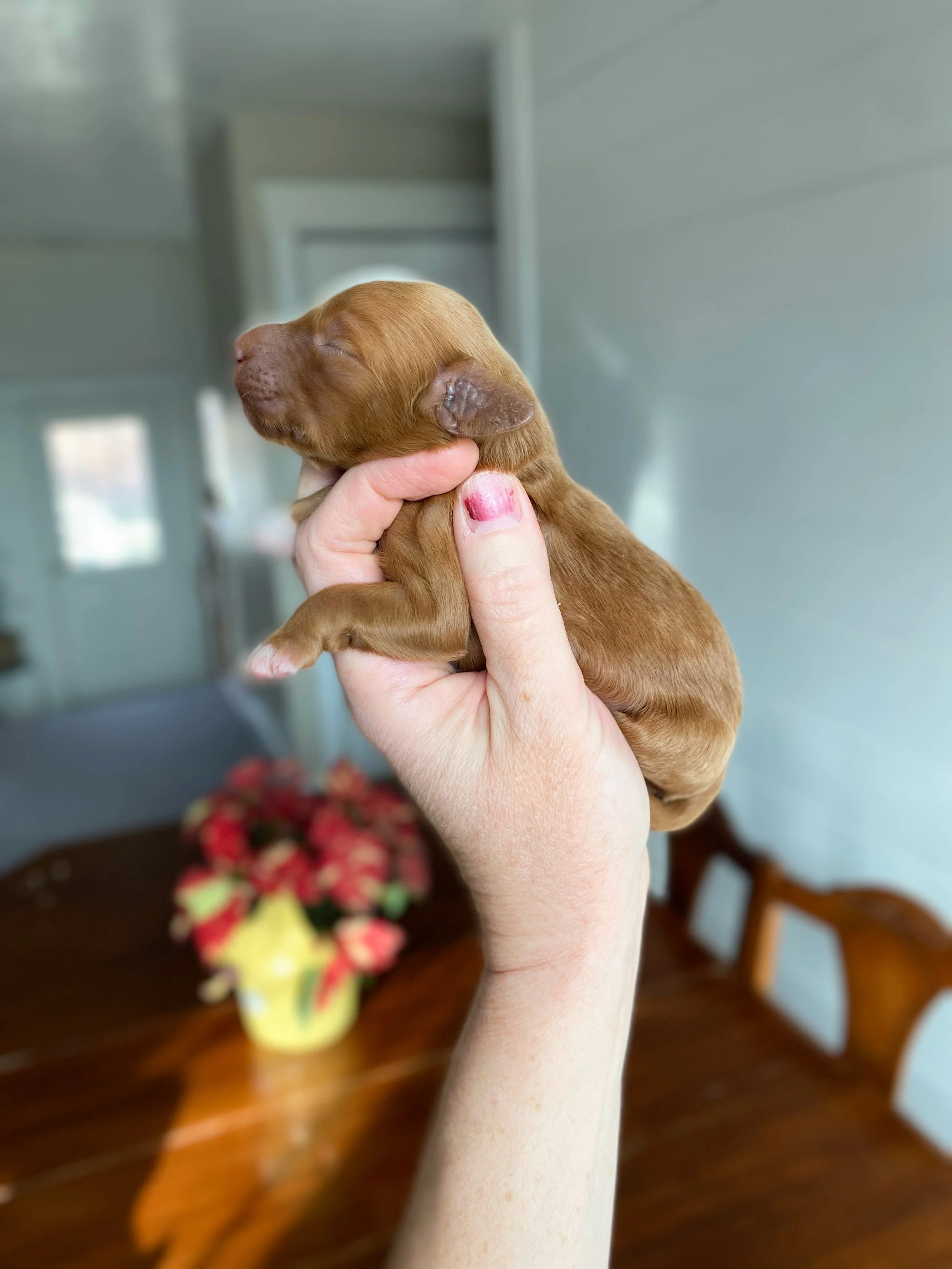 red and white abstract mini bernedoodle