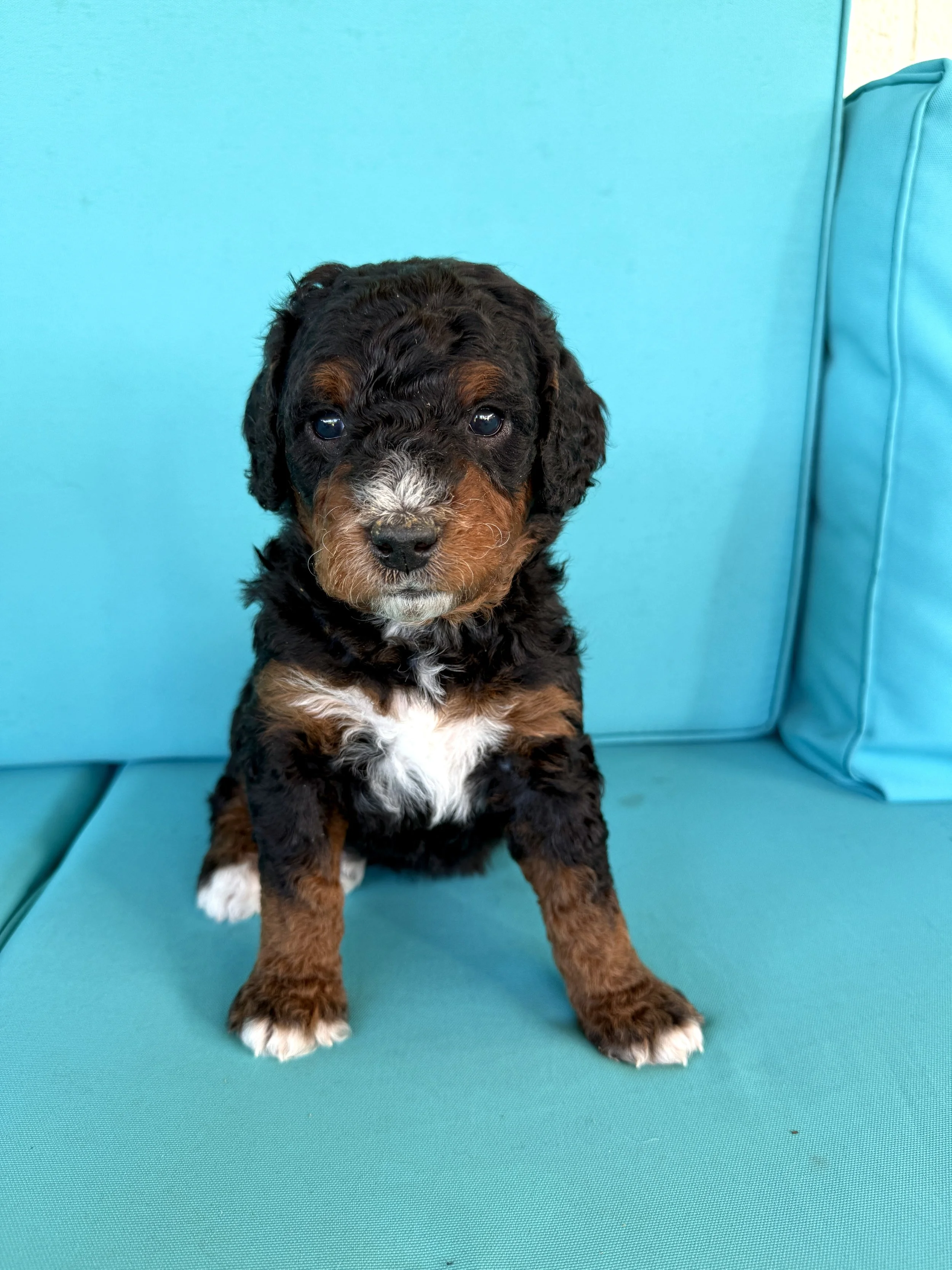 mini phantom bernedoodle