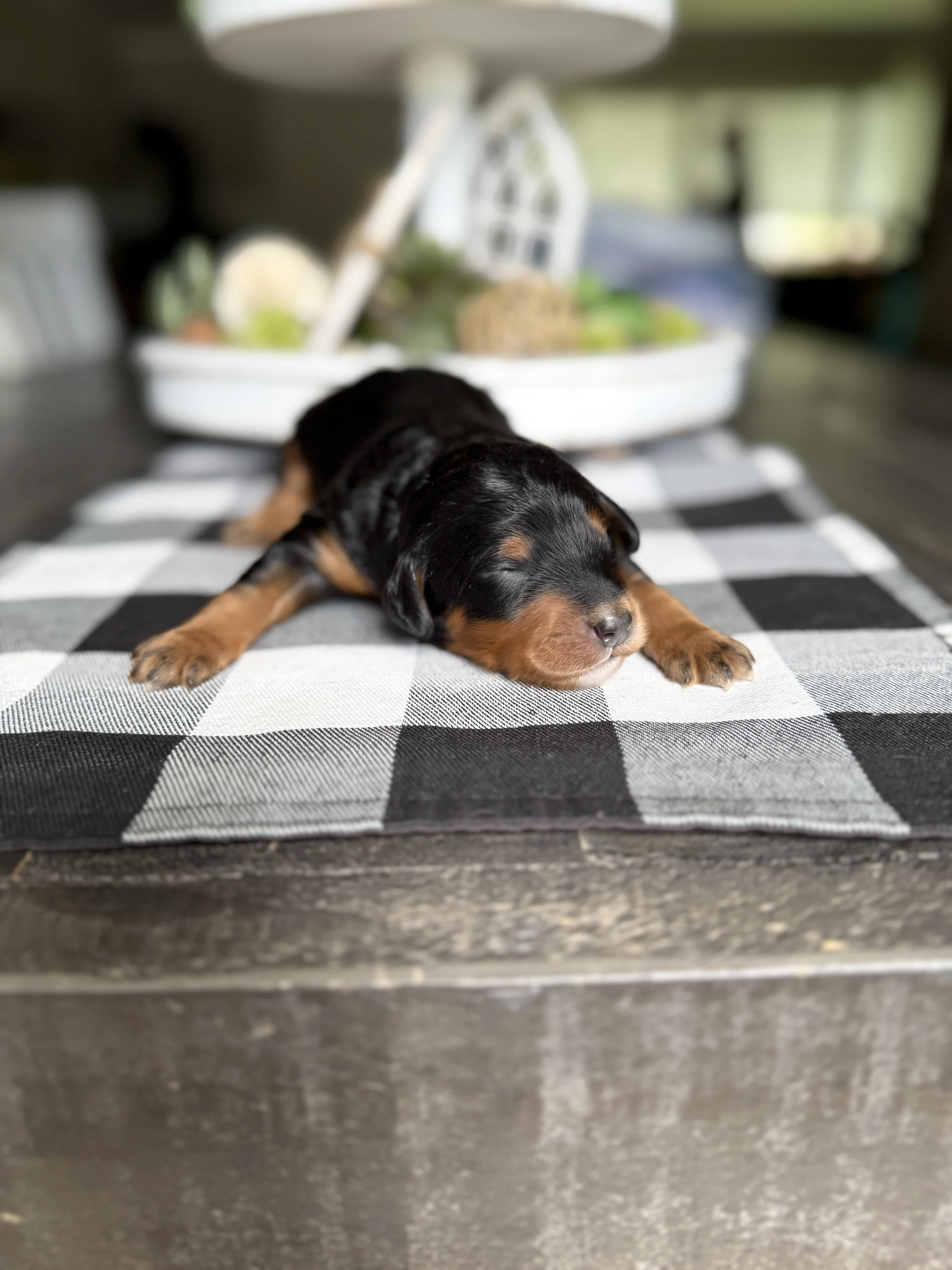 mini phantom bernedoodle