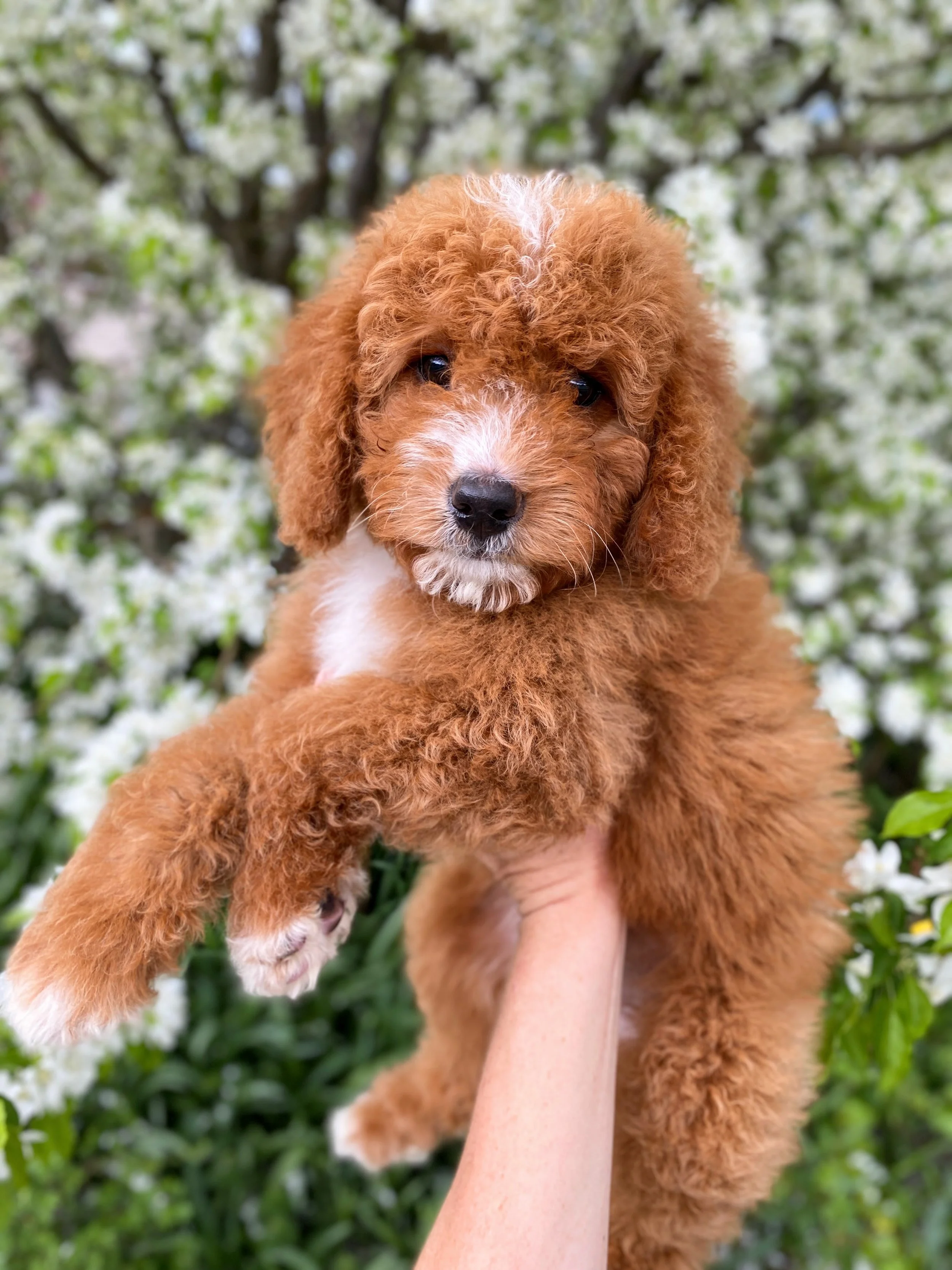 red mini bernedoodle