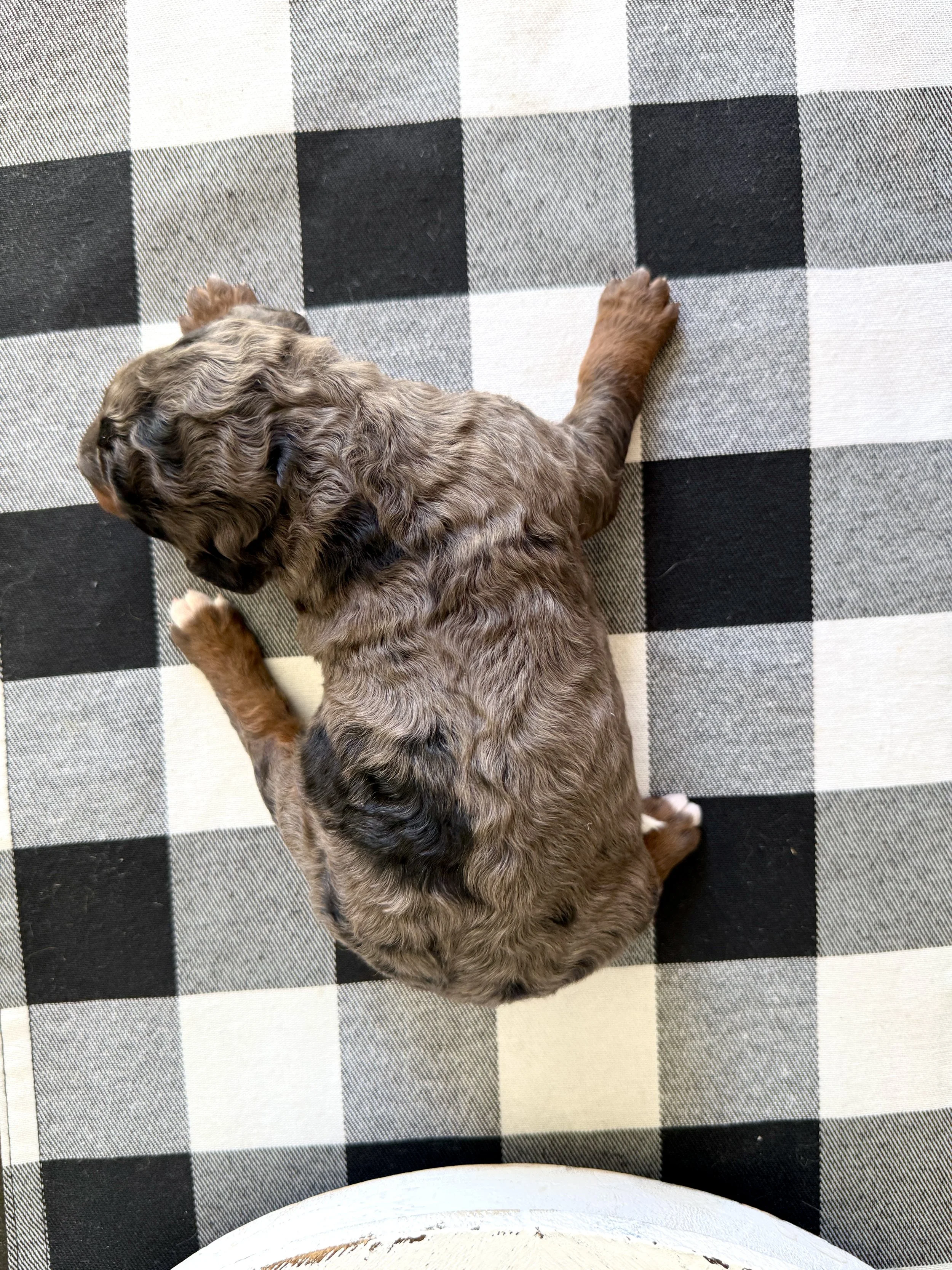 mini merle phantom bernedoodle