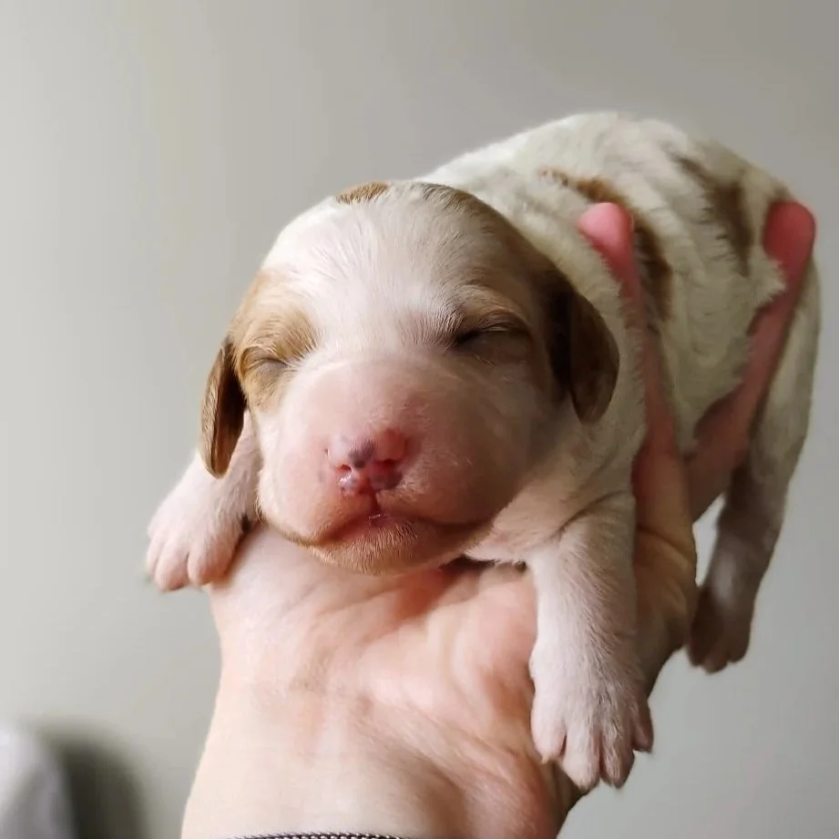 red and white brittany doodle