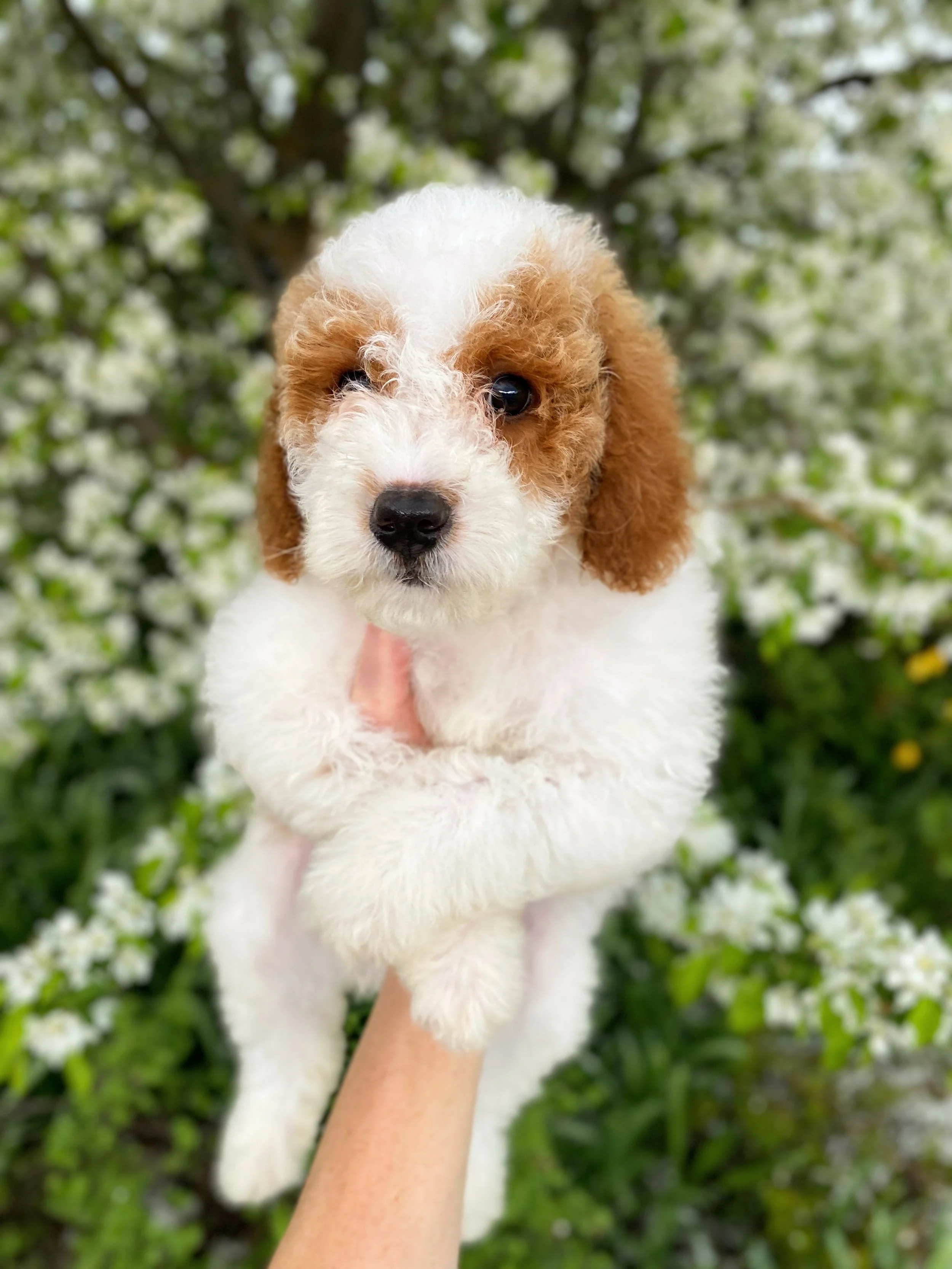red and white parti mini bernedoodle