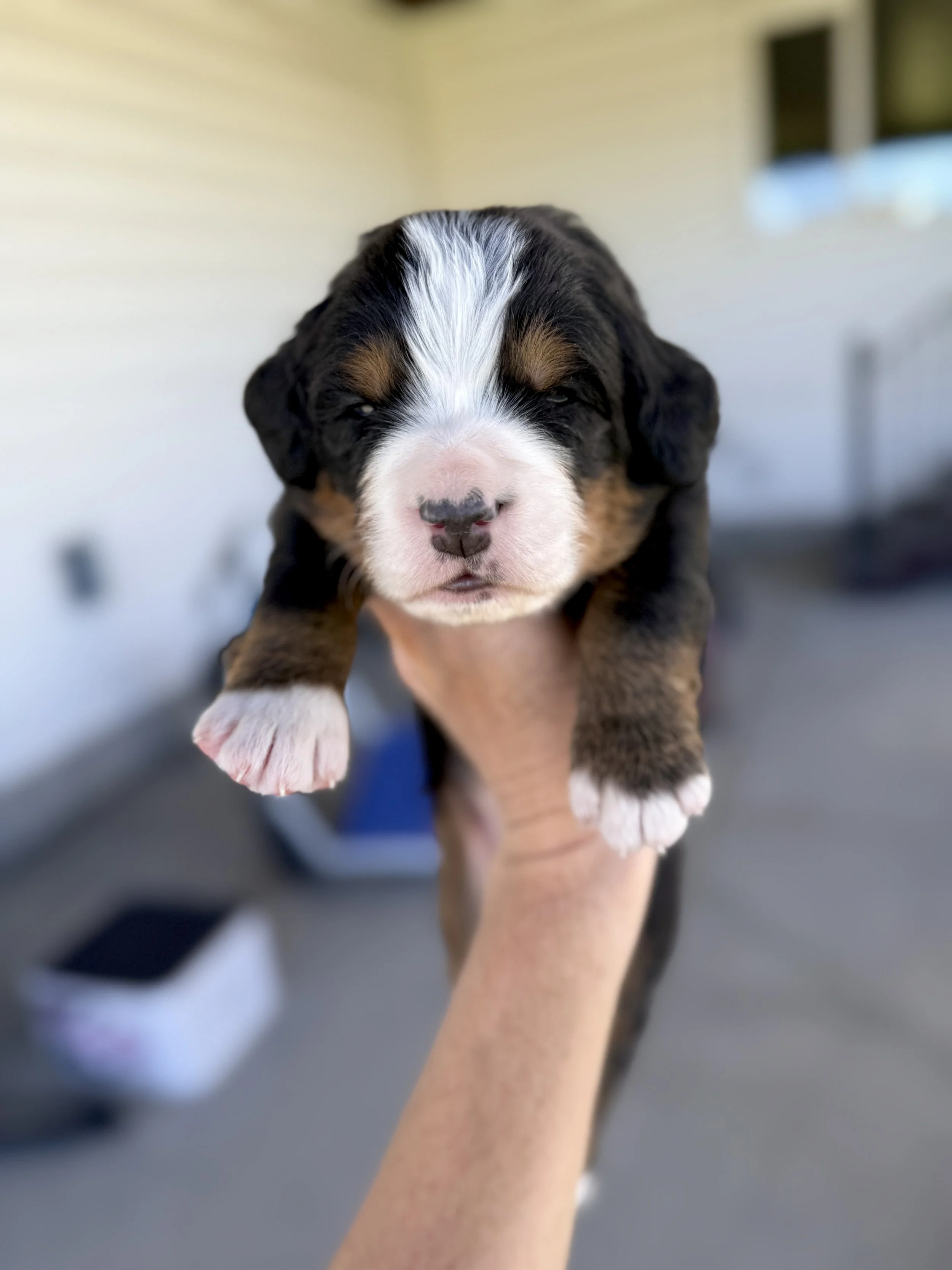 bernese mountain dog puppy