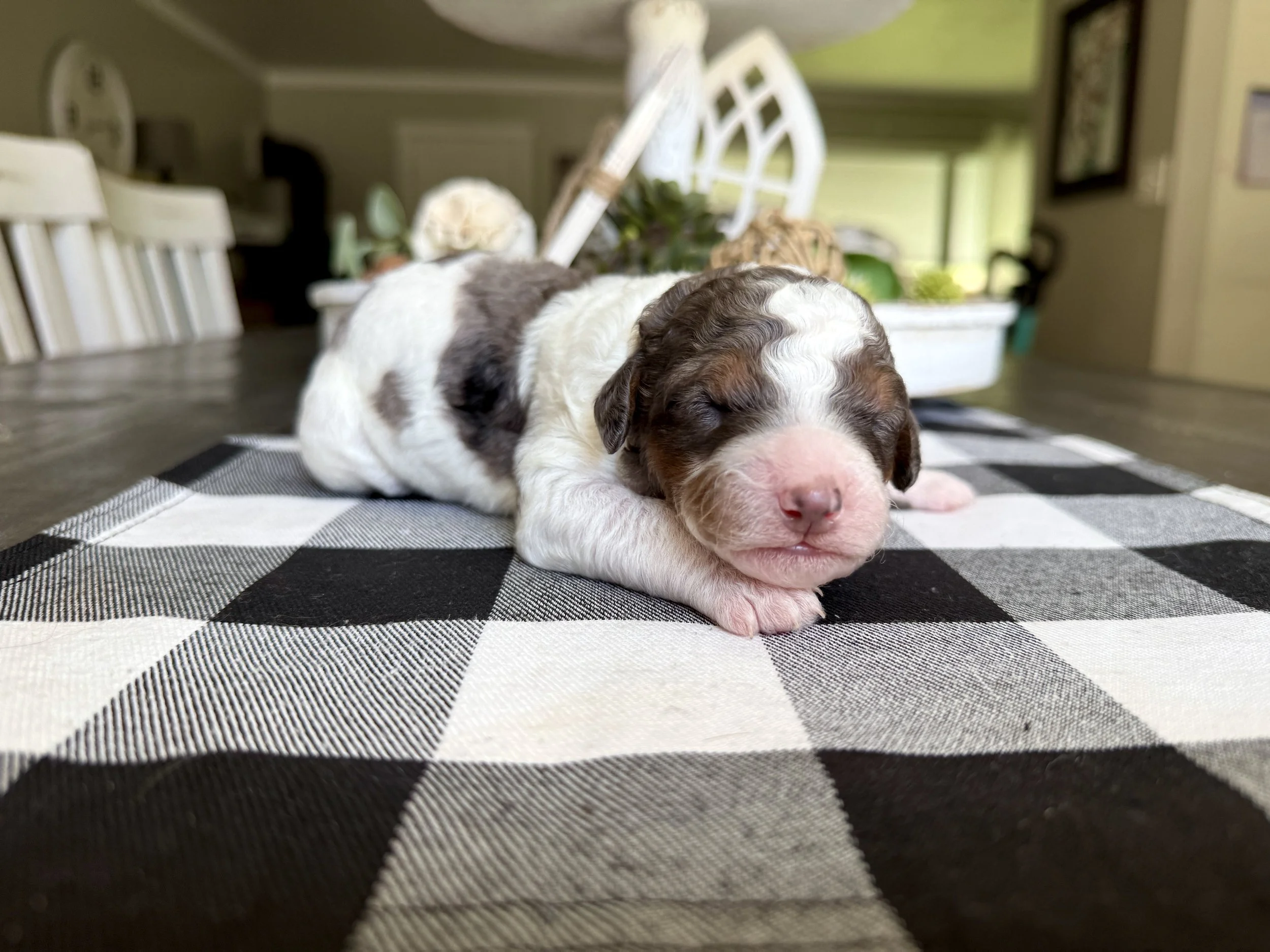 mini parti tri colored bernedoodle