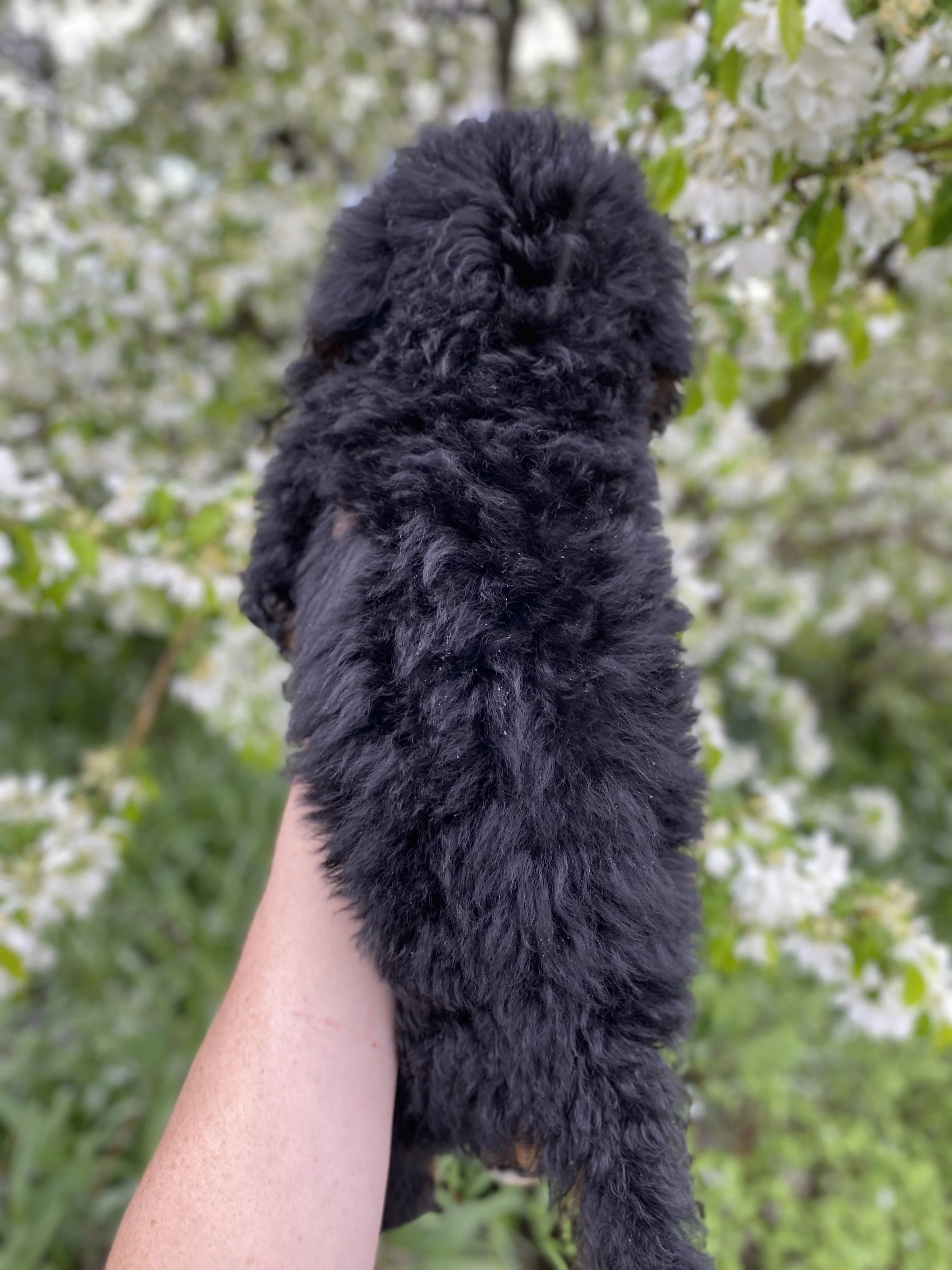 black phantom mini bernedoodle