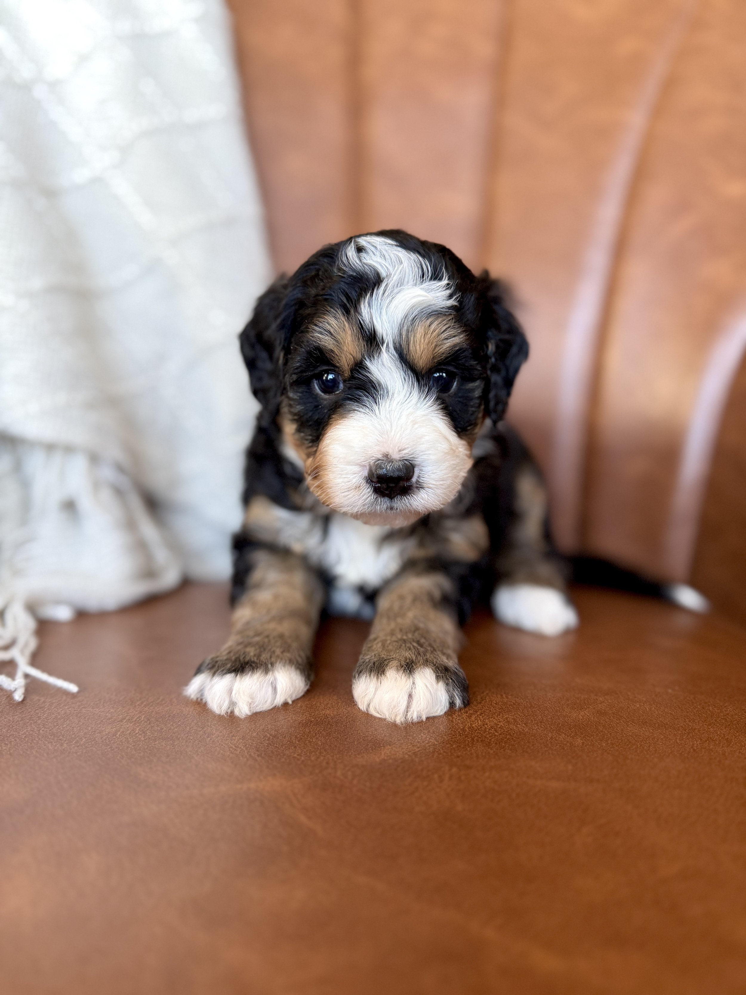 tri colored mini bernedoodle