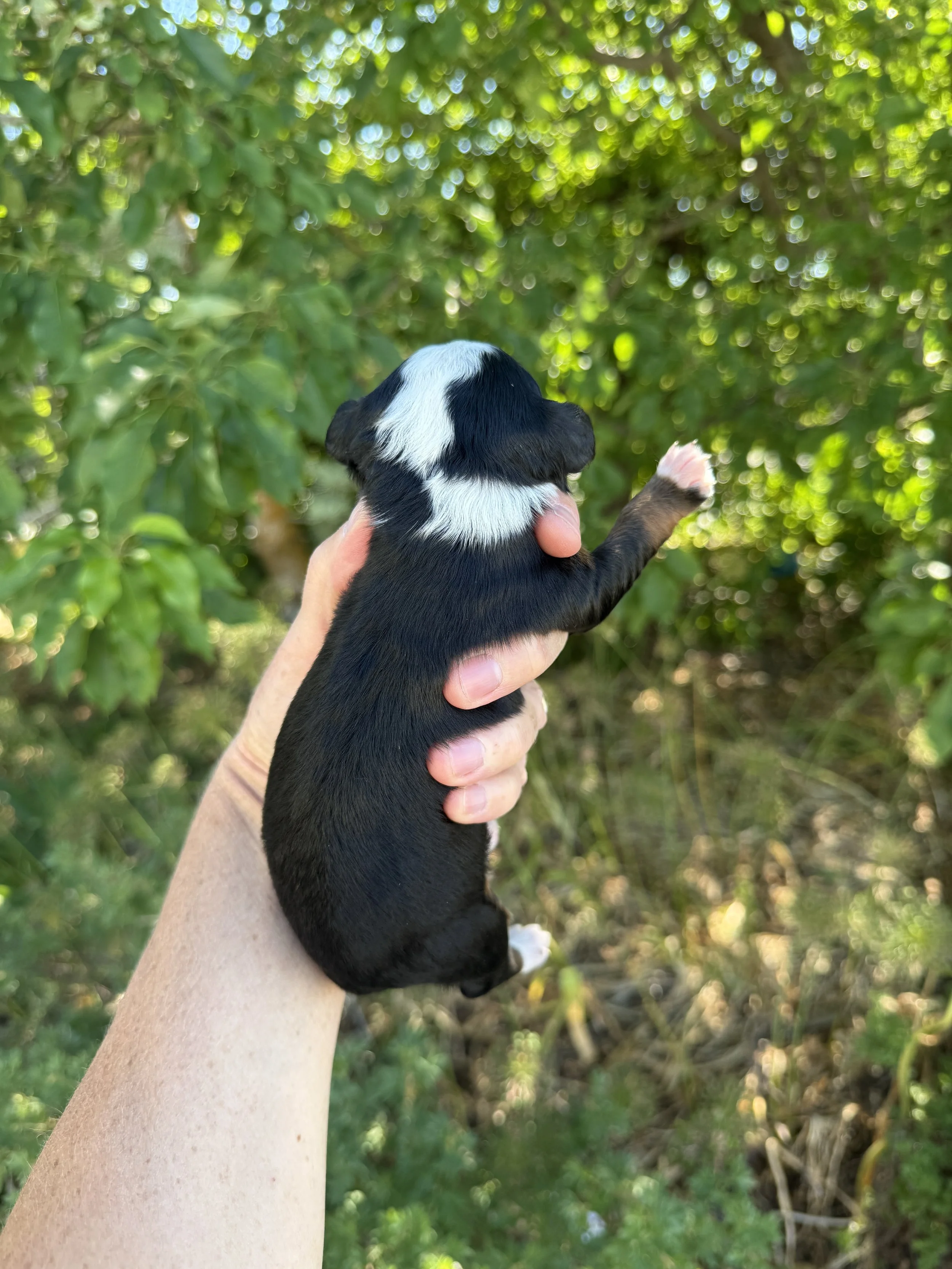 mini tri colored bernedoodle