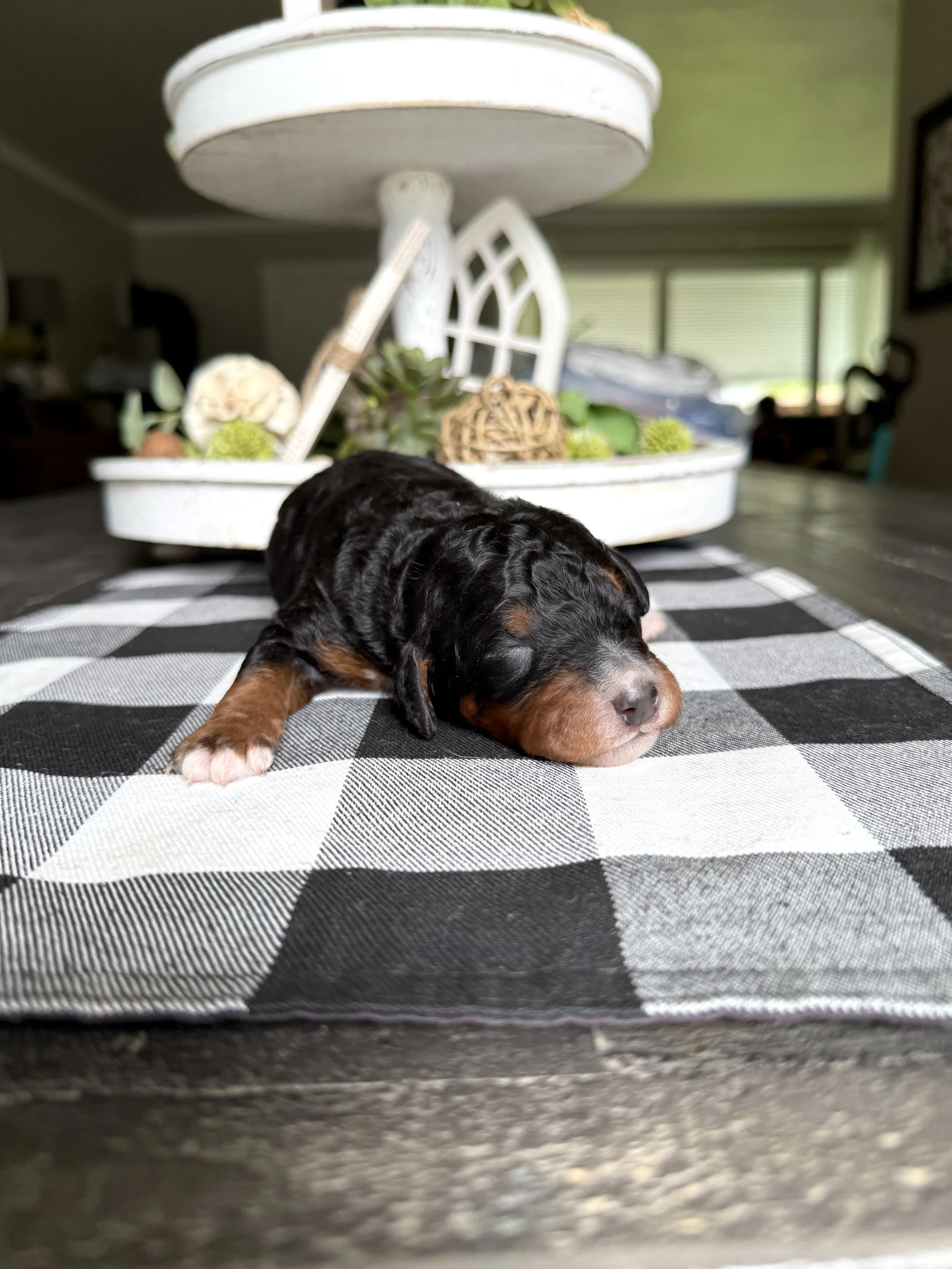 mini phantom bernedoodle