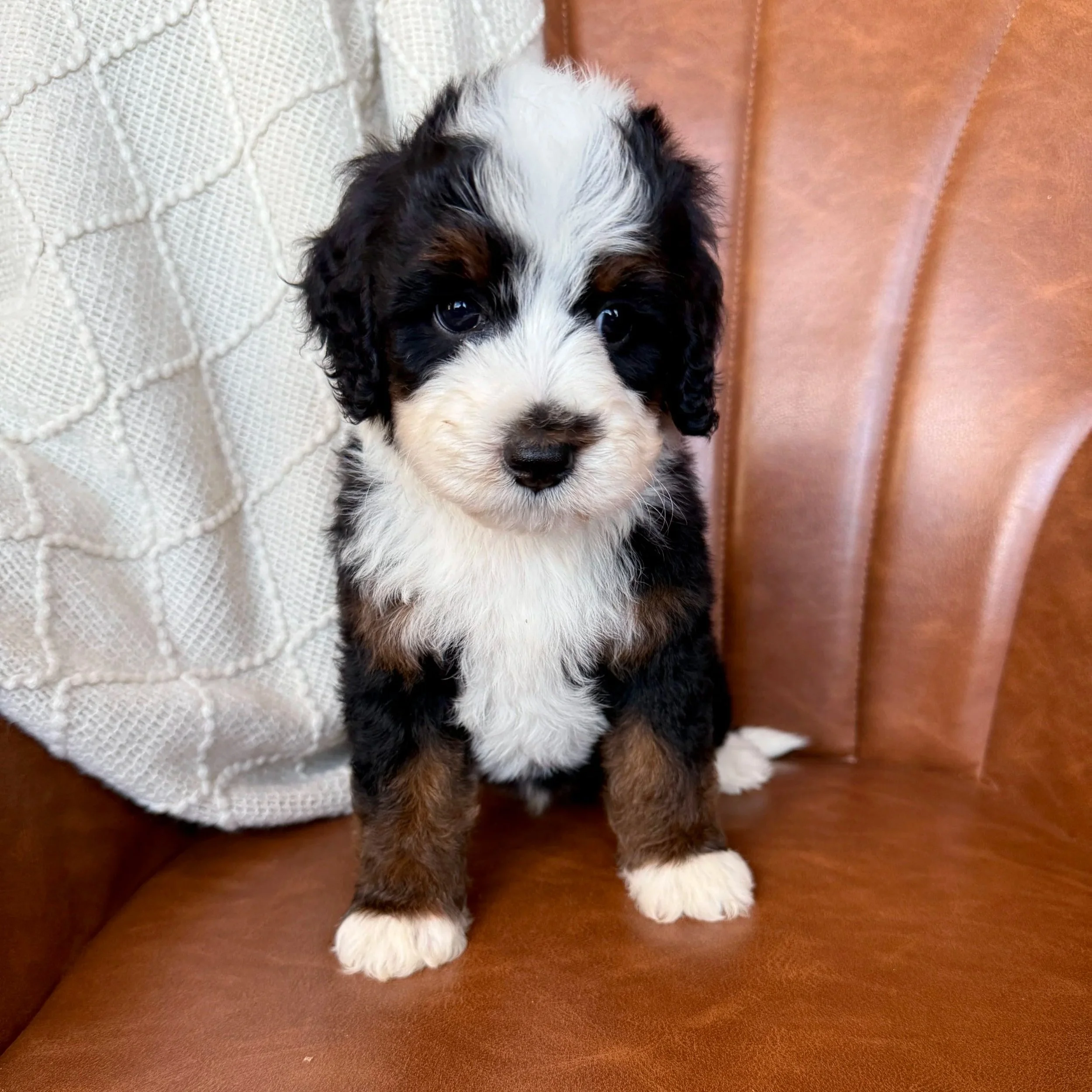 tri colored mini bernedoodle