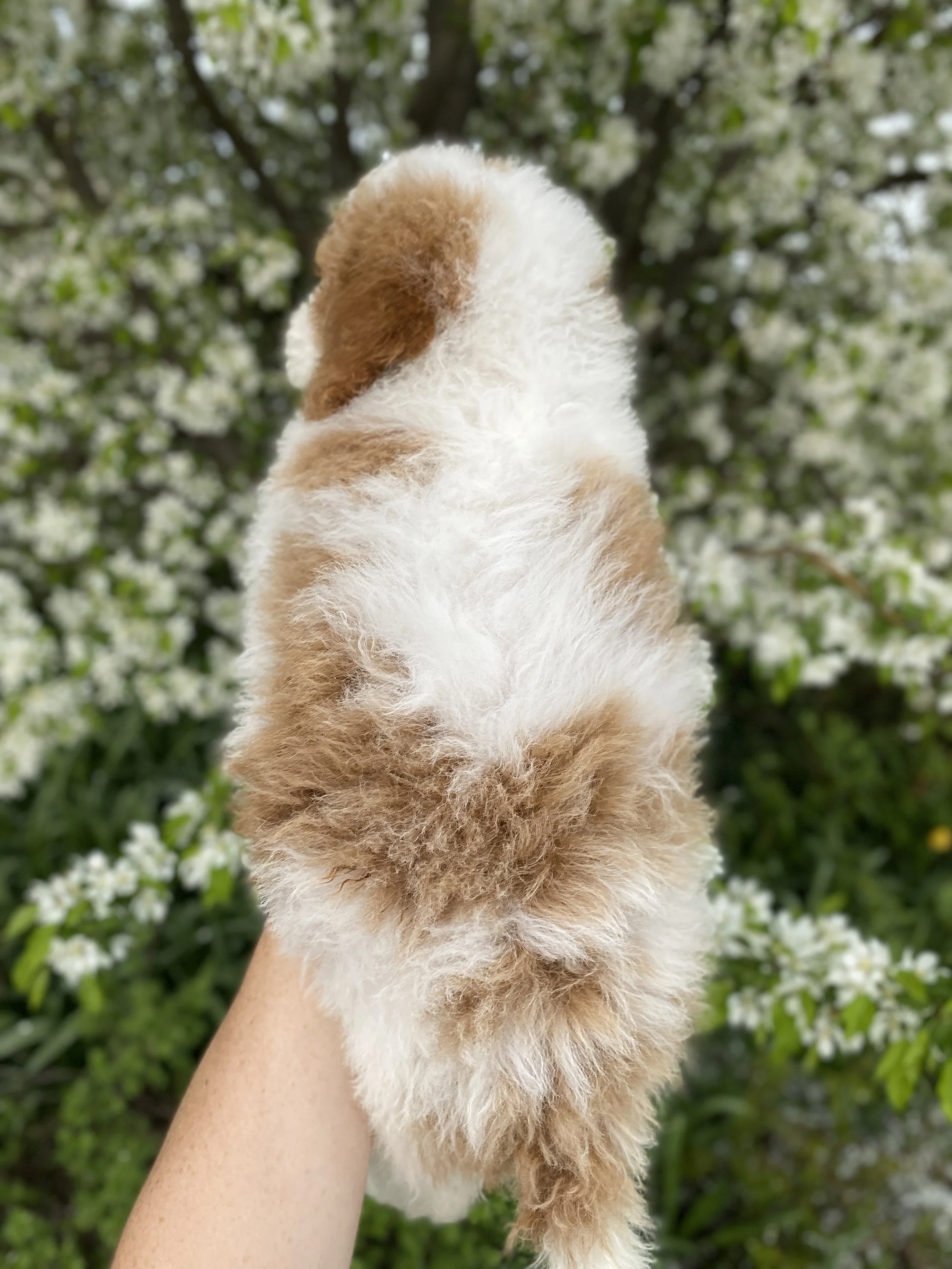 white and red parti mini bernedoodle