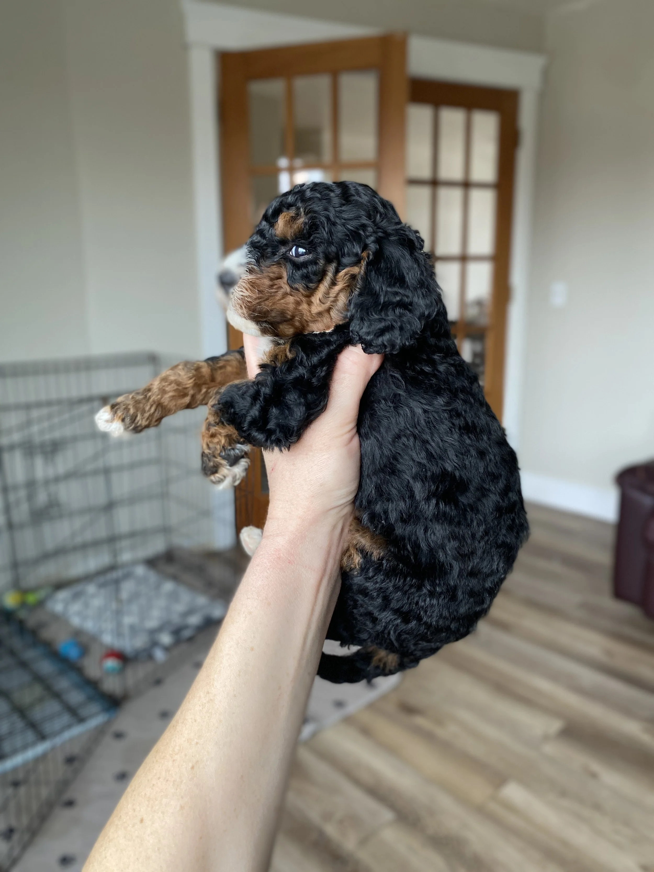 mini phantom bernedoodle