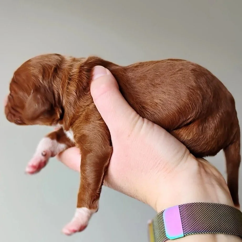 red and white Brittany Doodle