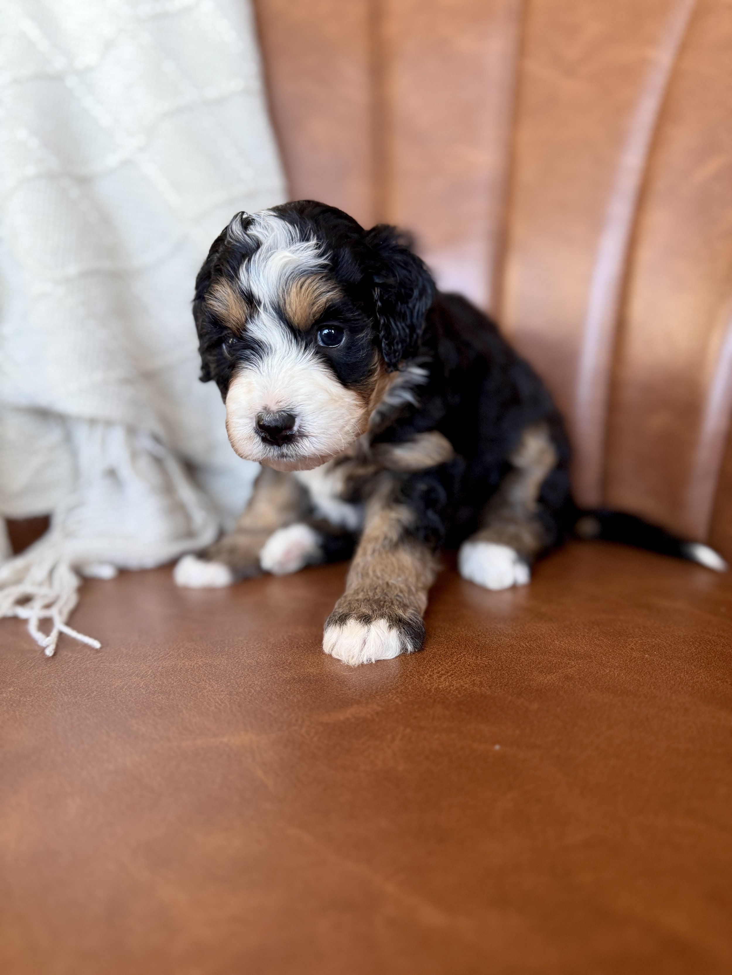 tri colored mini bernedoodle