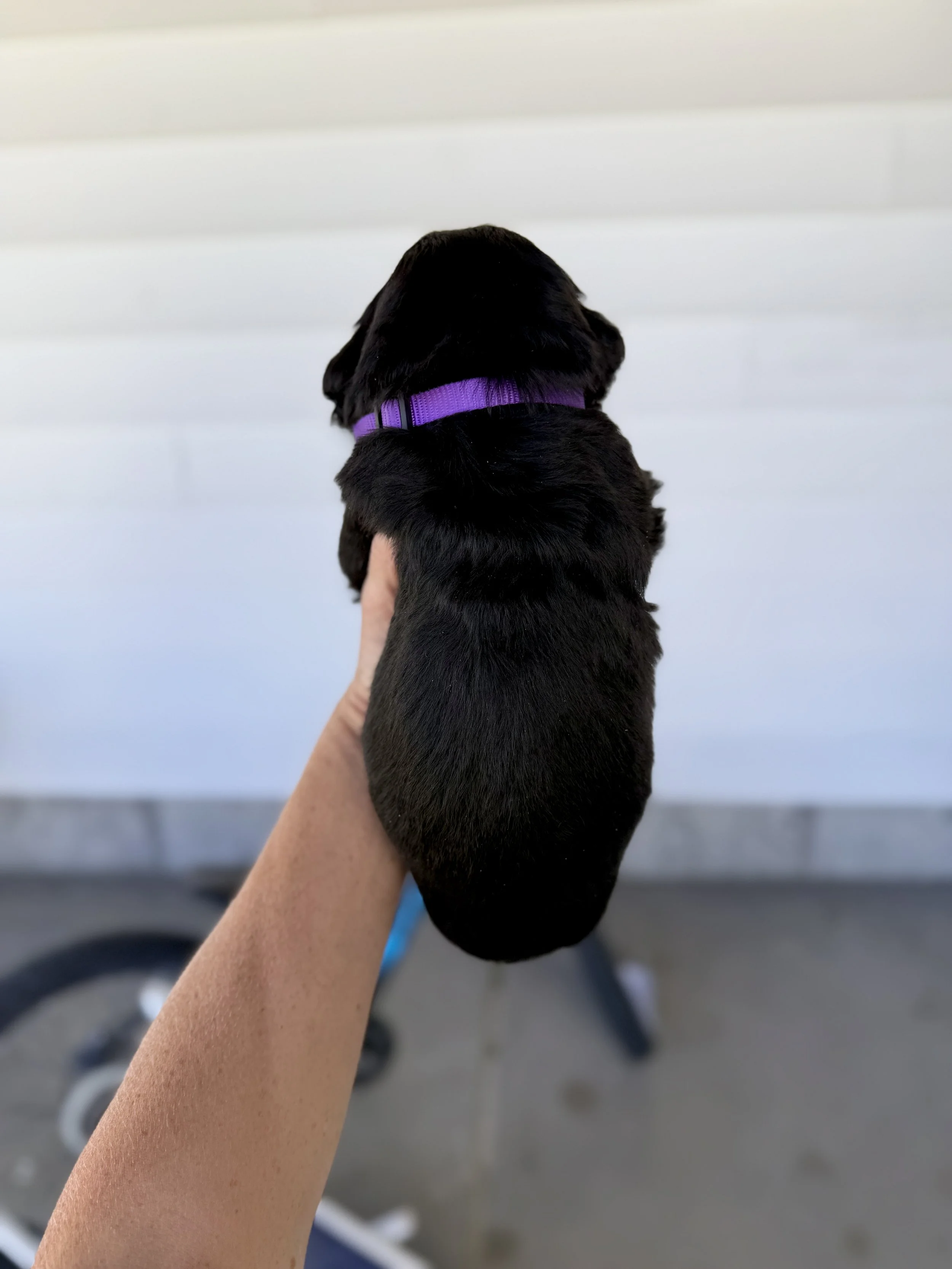 bernese mountain dog puppy