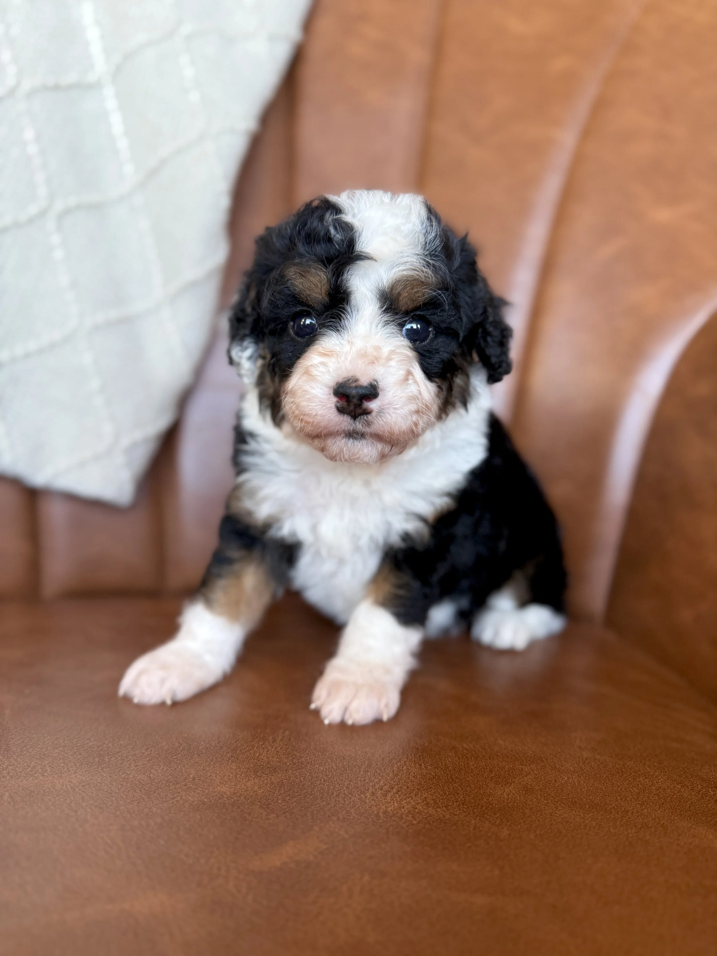 mini tri colored bernedoodle