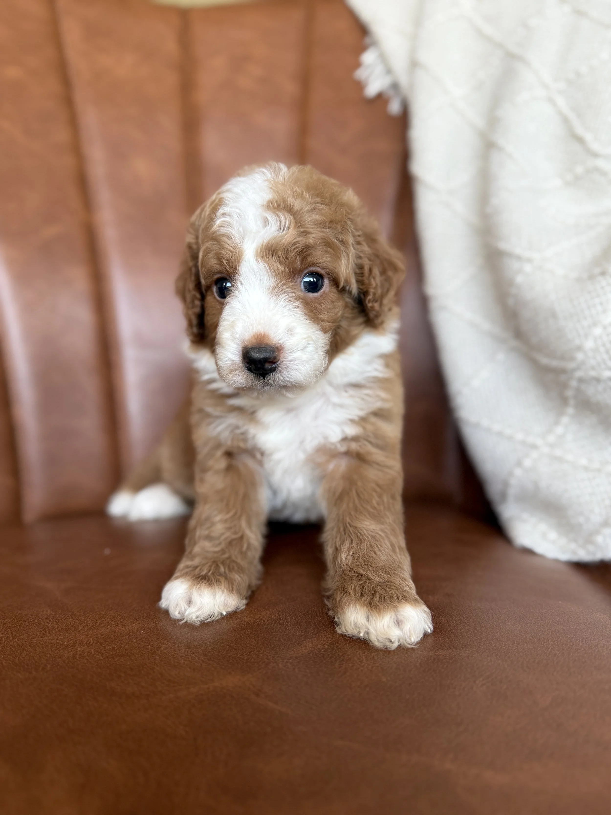 red and white tuxedo mini bernedoodle