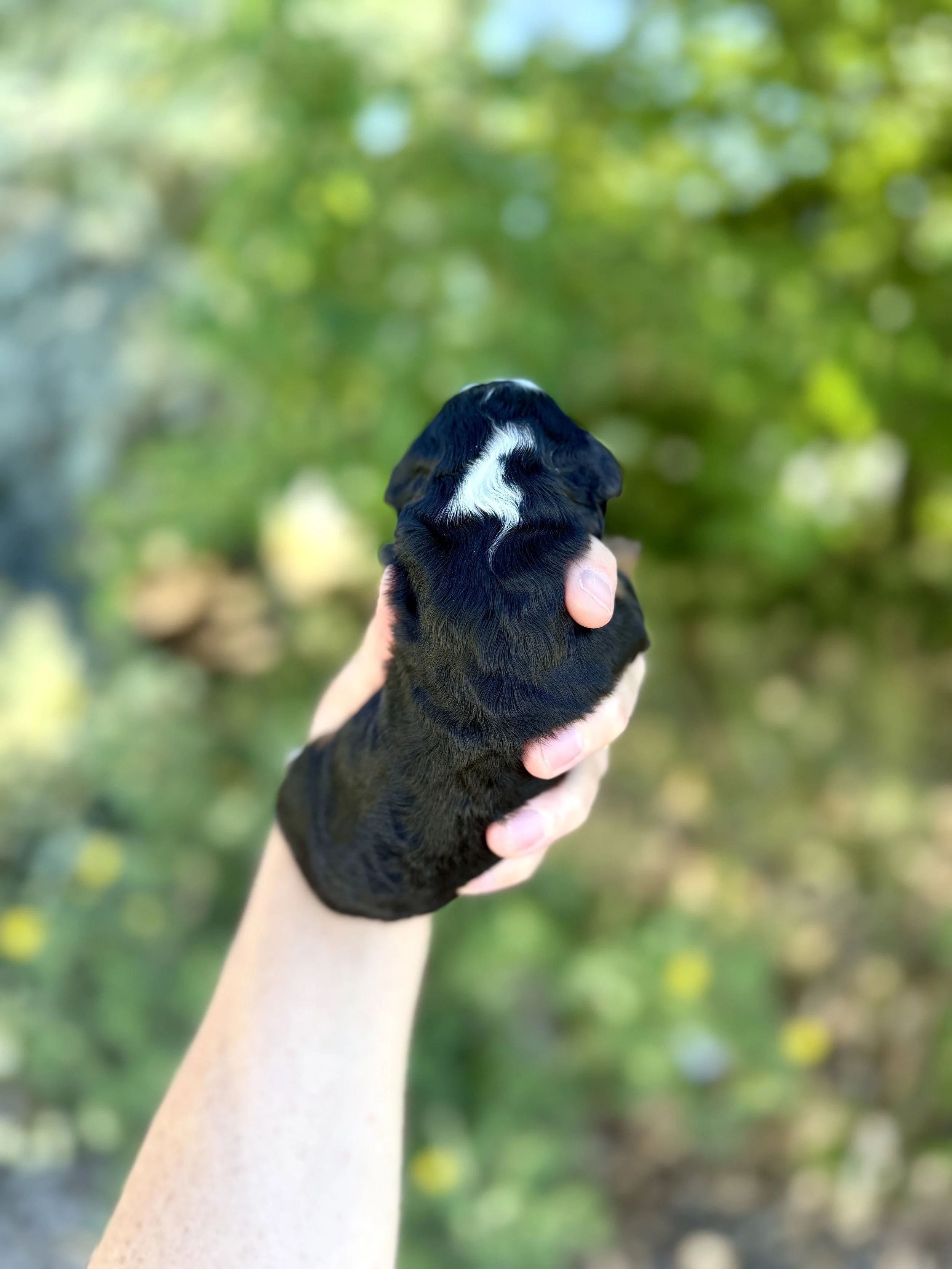 mini tri colored bernedoodle