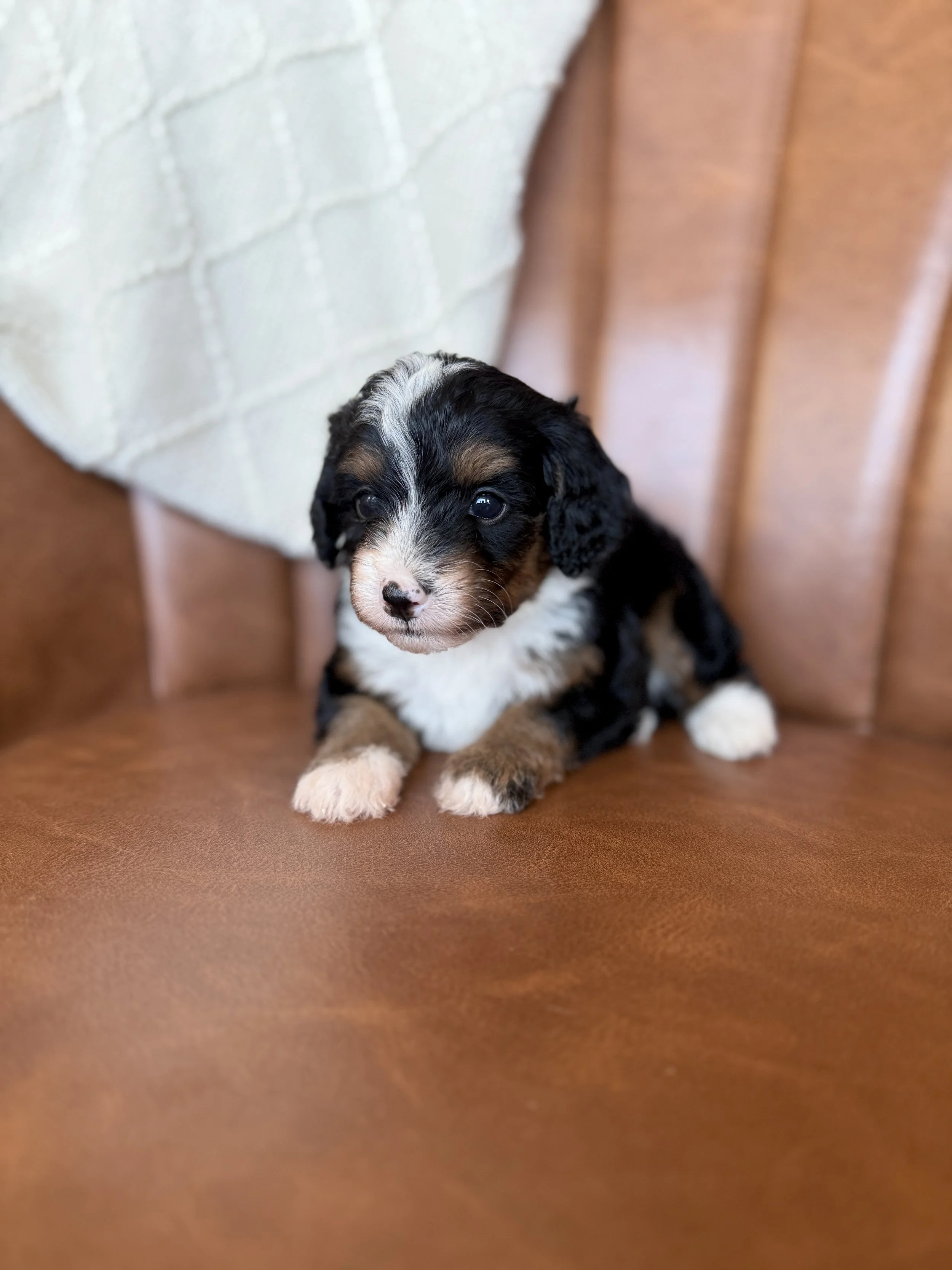mini tri colored bernedoodle