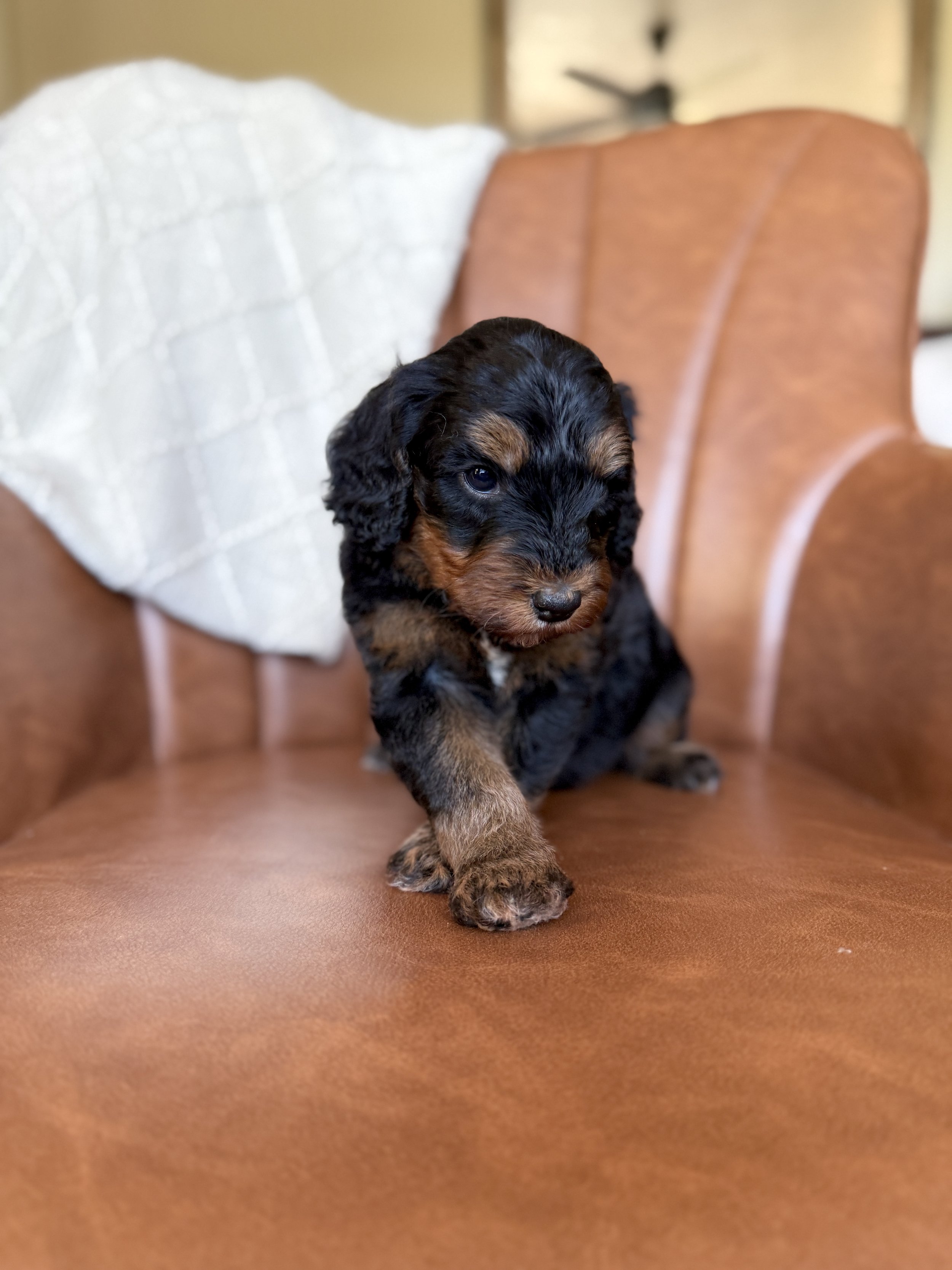 mini micro black phantom bernedoodle