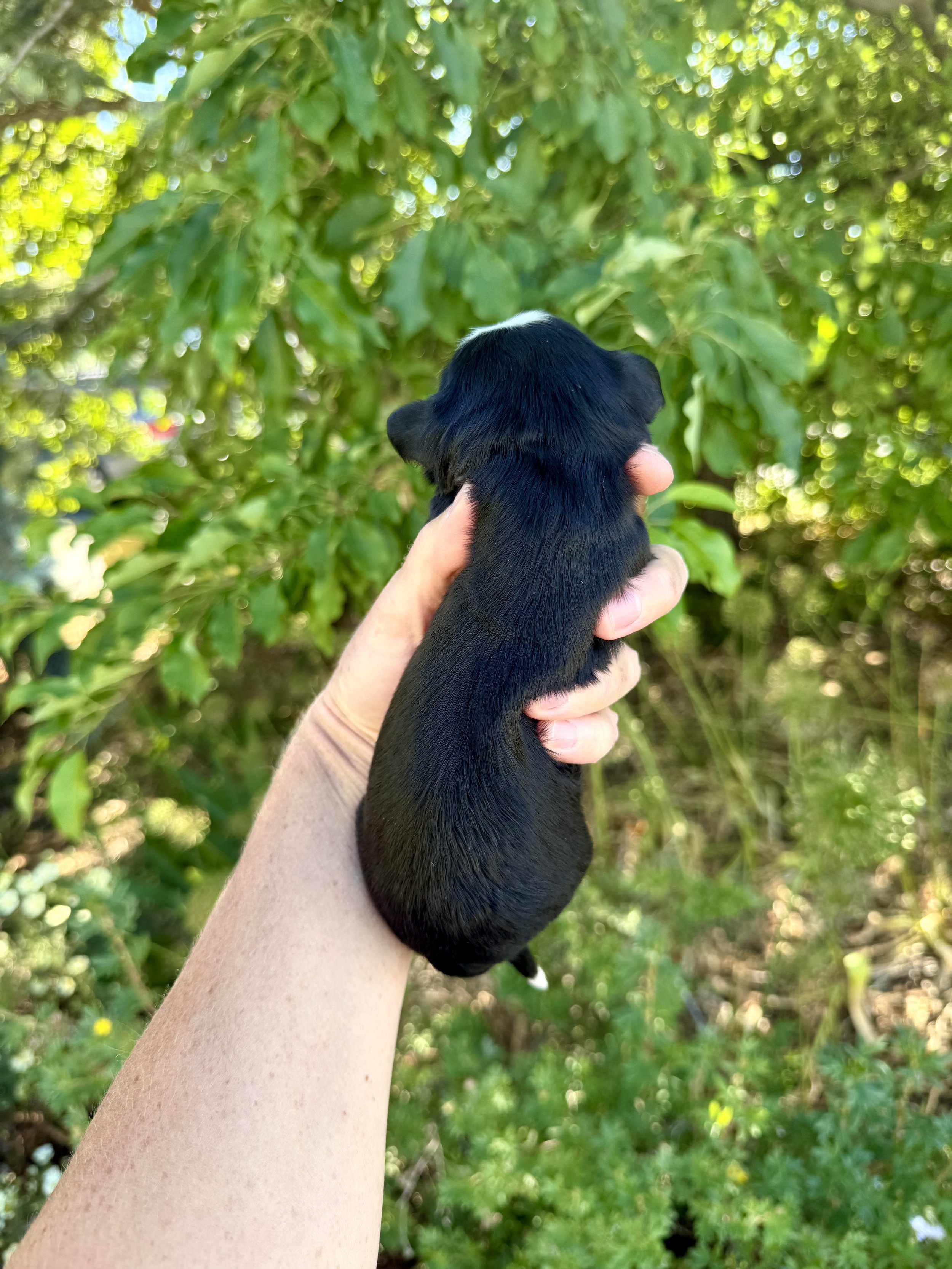 mini tri colored bernedoodle