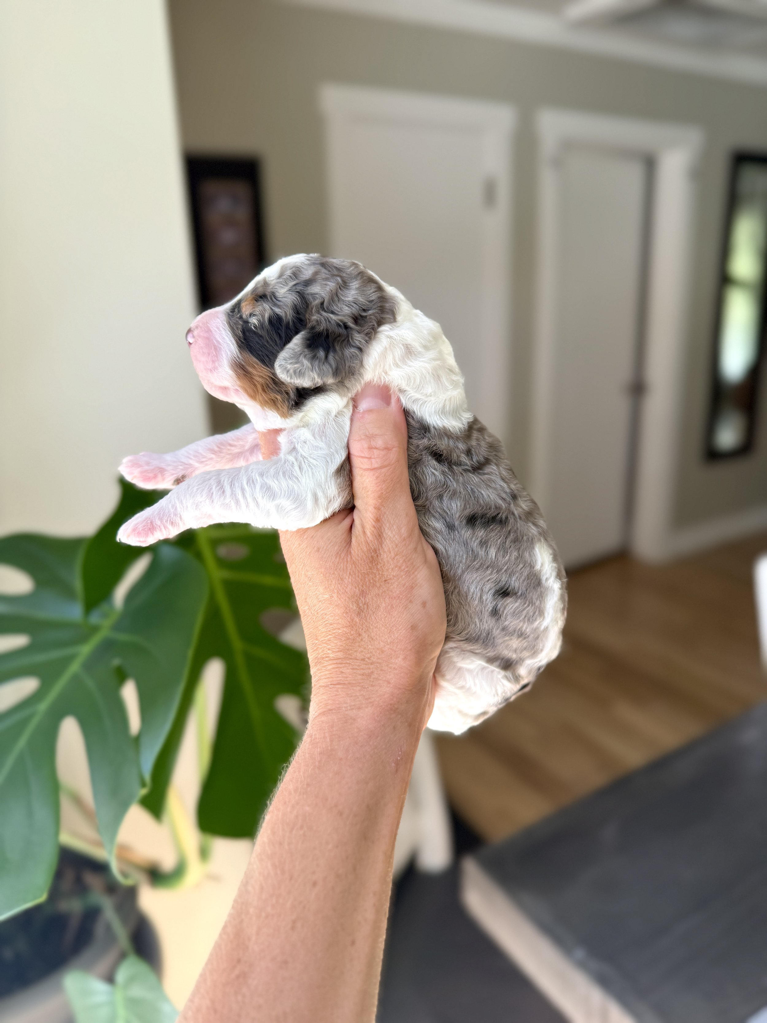 mini merle tri colored bernedoodle